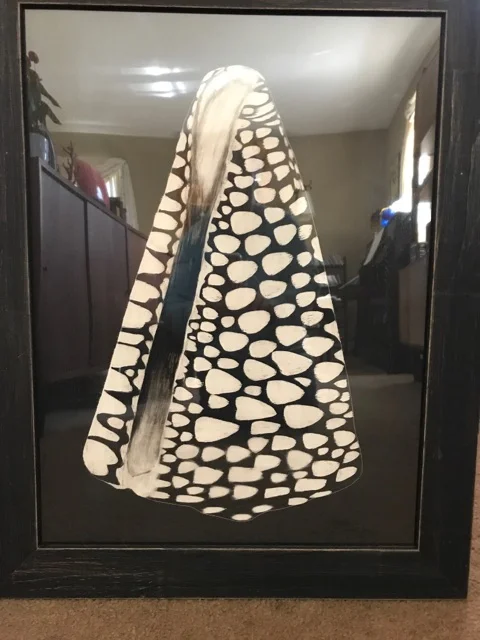 Cone Shell