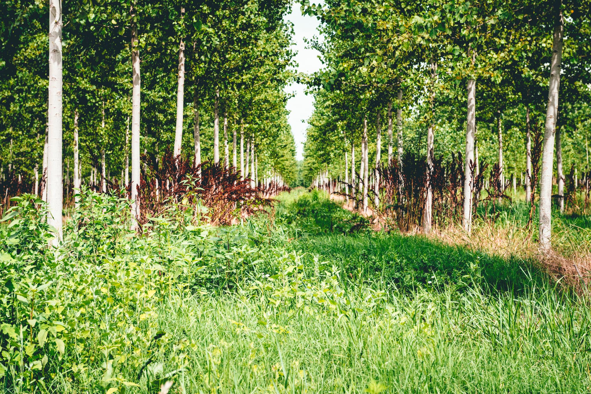 Alberici — Piedmont Wine Imports