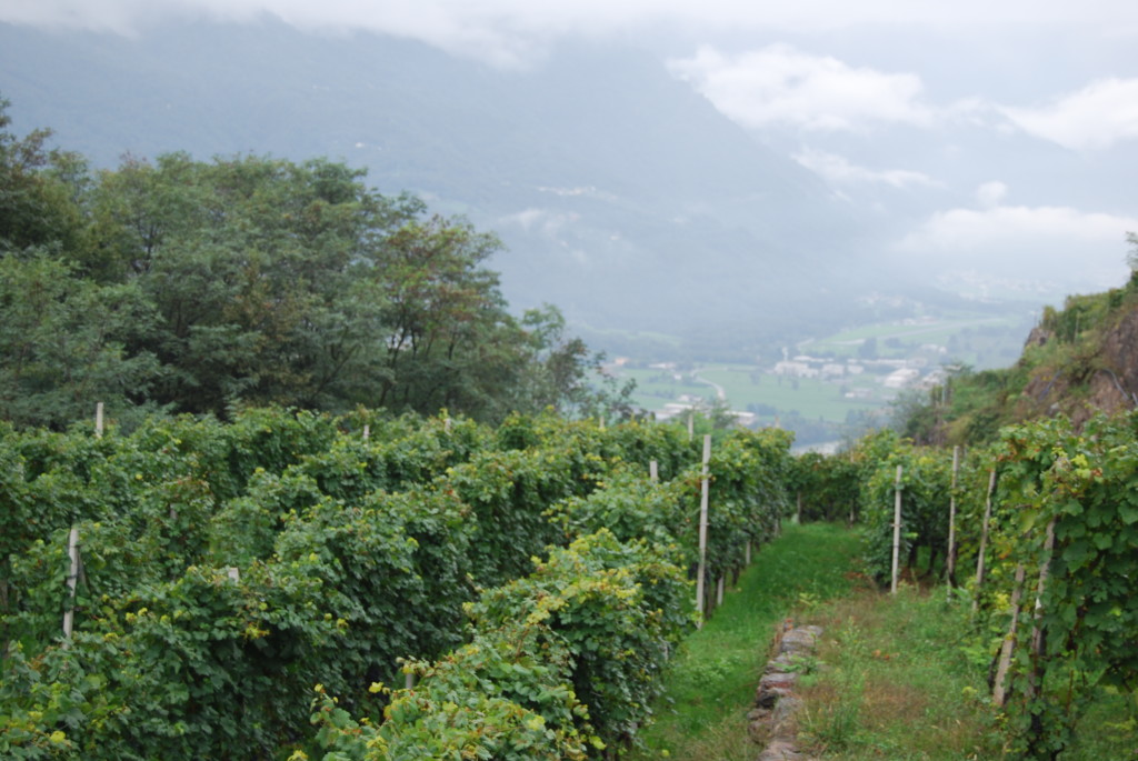 aldo-rainoldi-sassella-vyd-1024x685.jpg