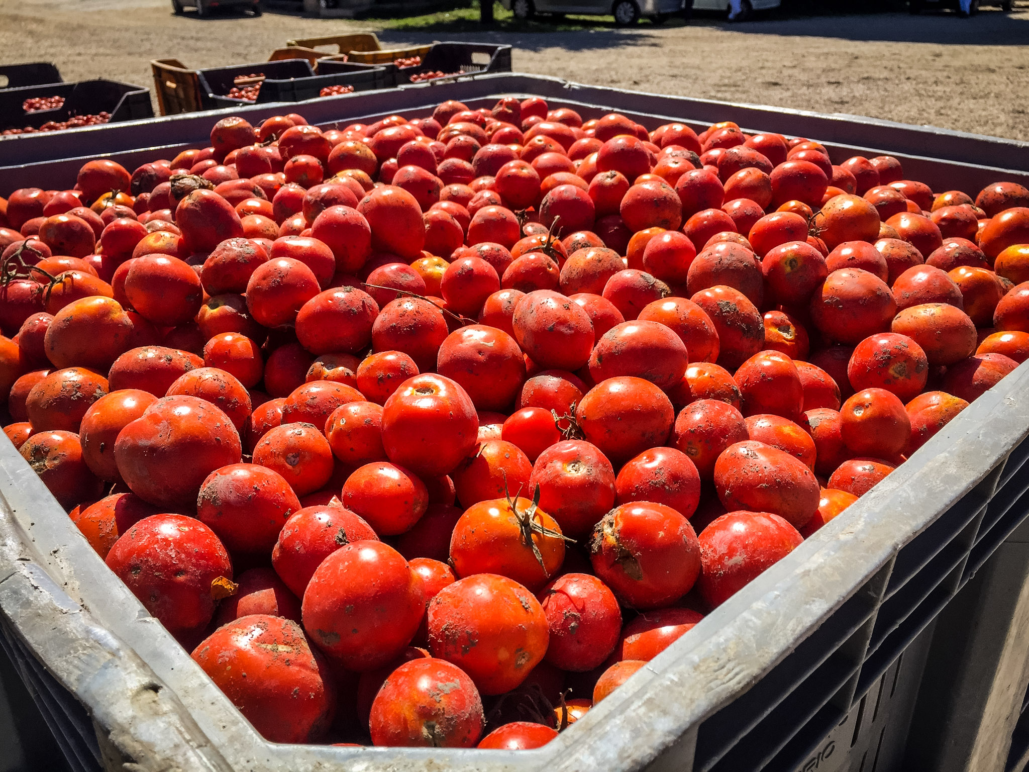 Petrilli tomatoes.jpg