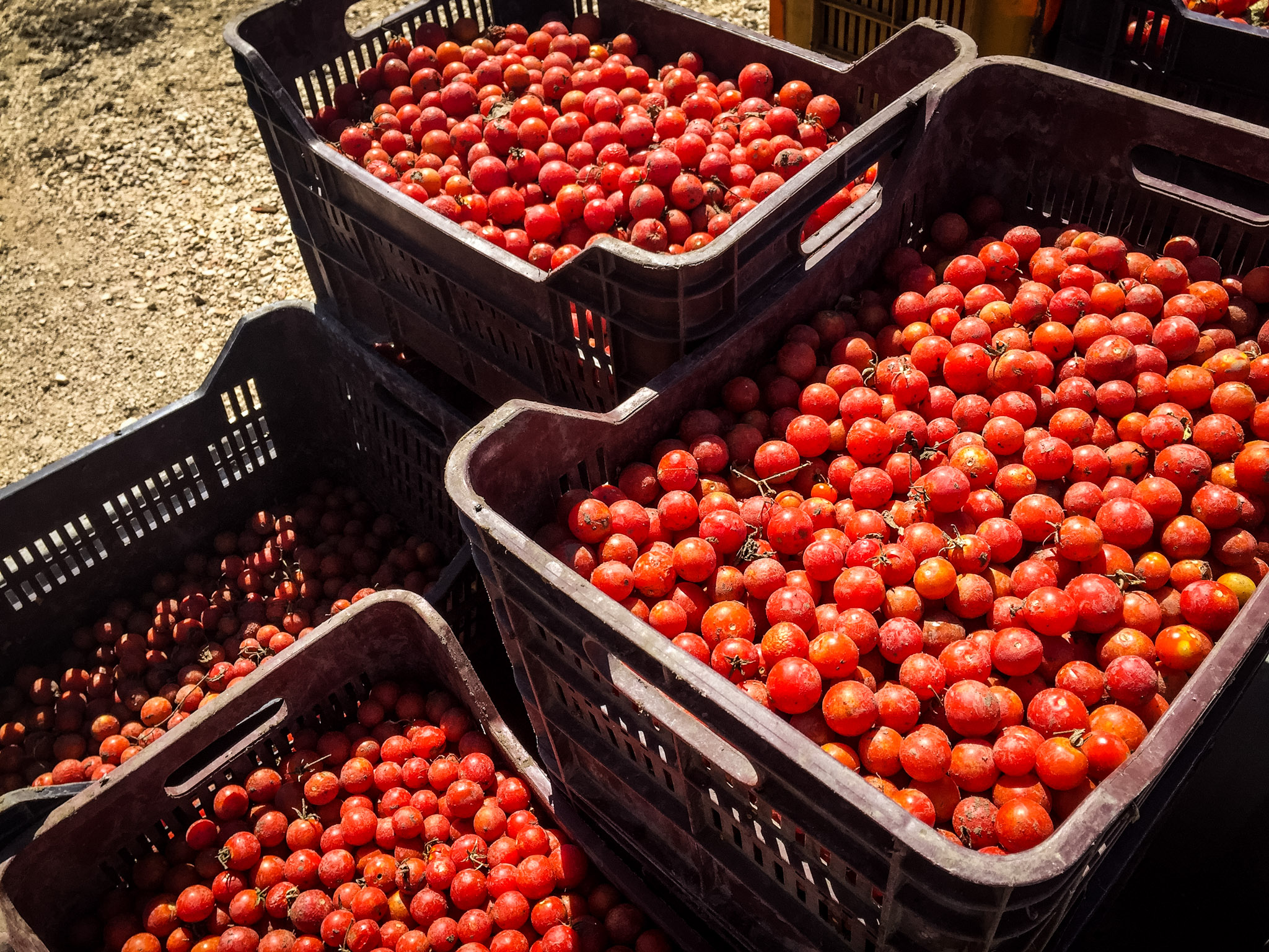 Petrilli tomatoes 2.jpg