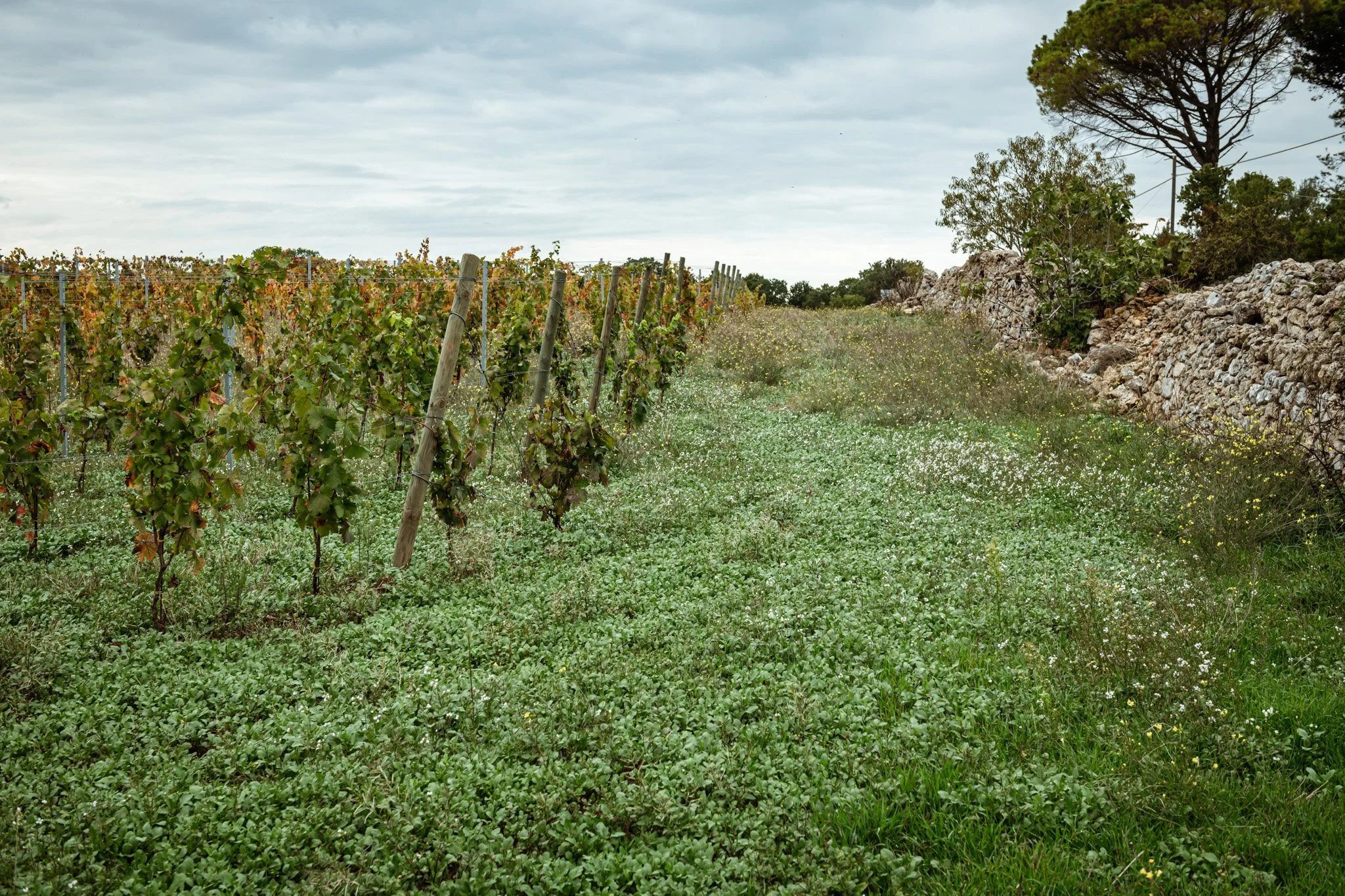 Plantamura — Piedmont Wine Imports