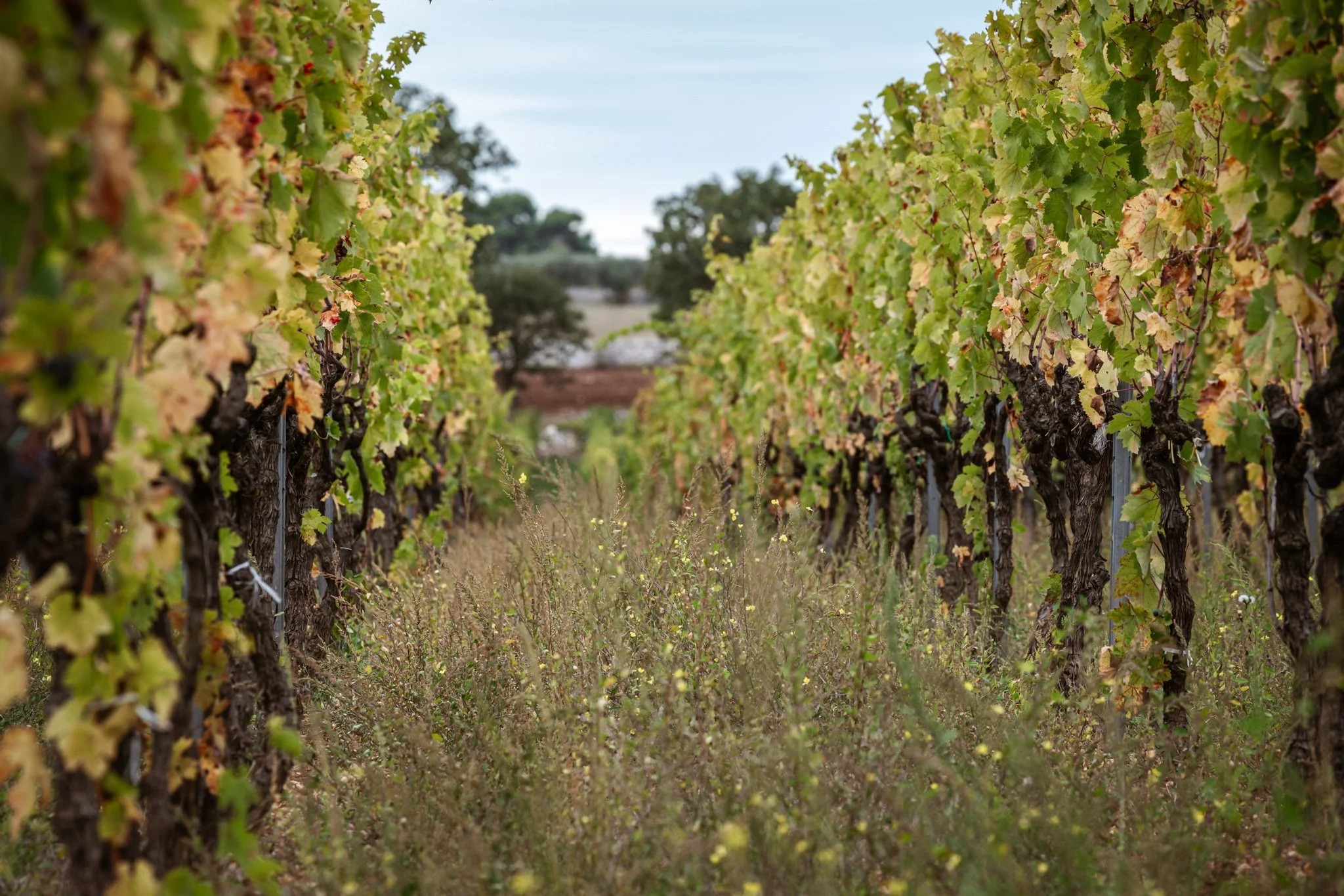 Plantamura — Piedmont Wine Imports