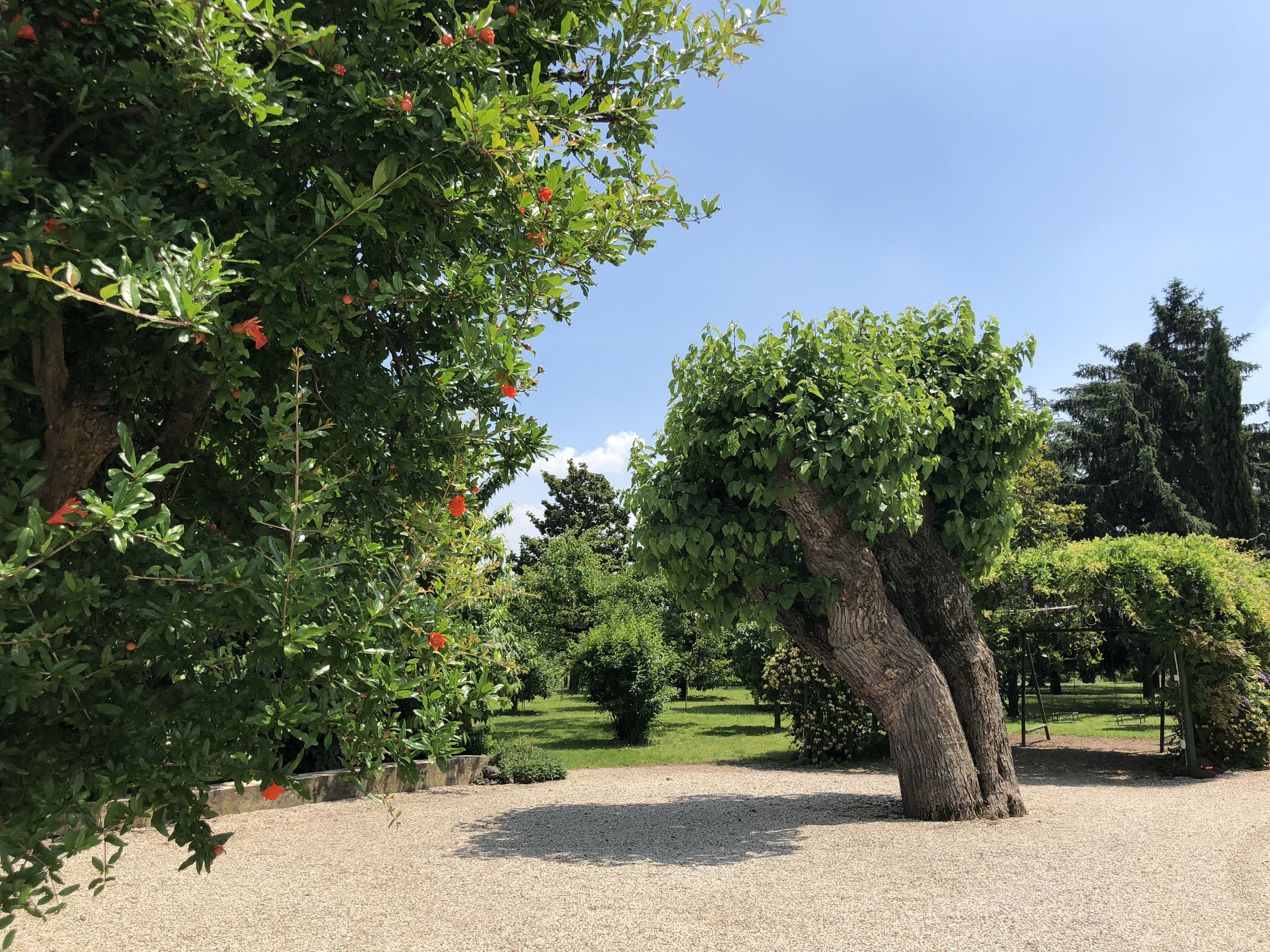 Cappuccina Gelso 300 anni mulberry tree.JPG