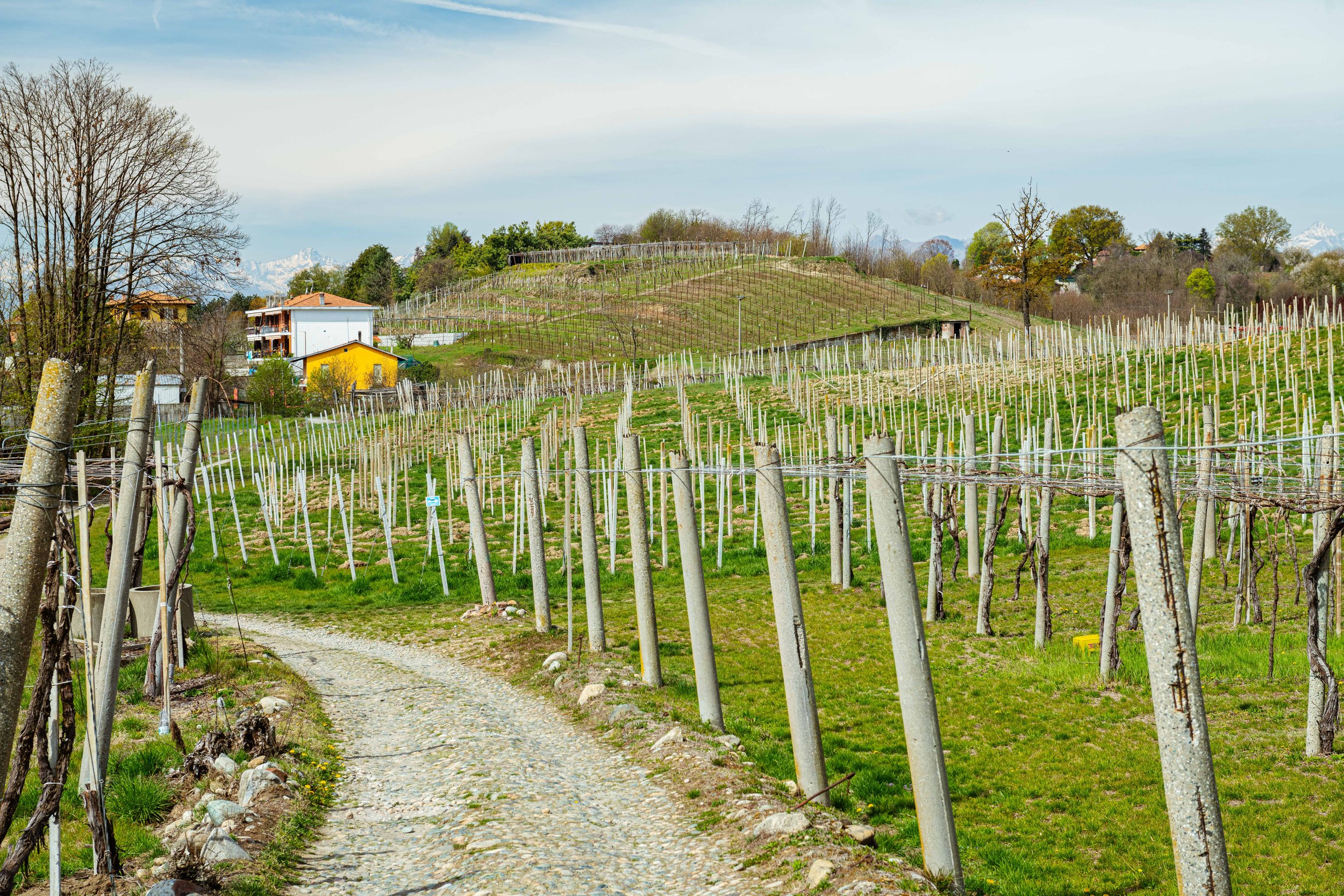 Cantine Crosio and Caluso-32.jpg