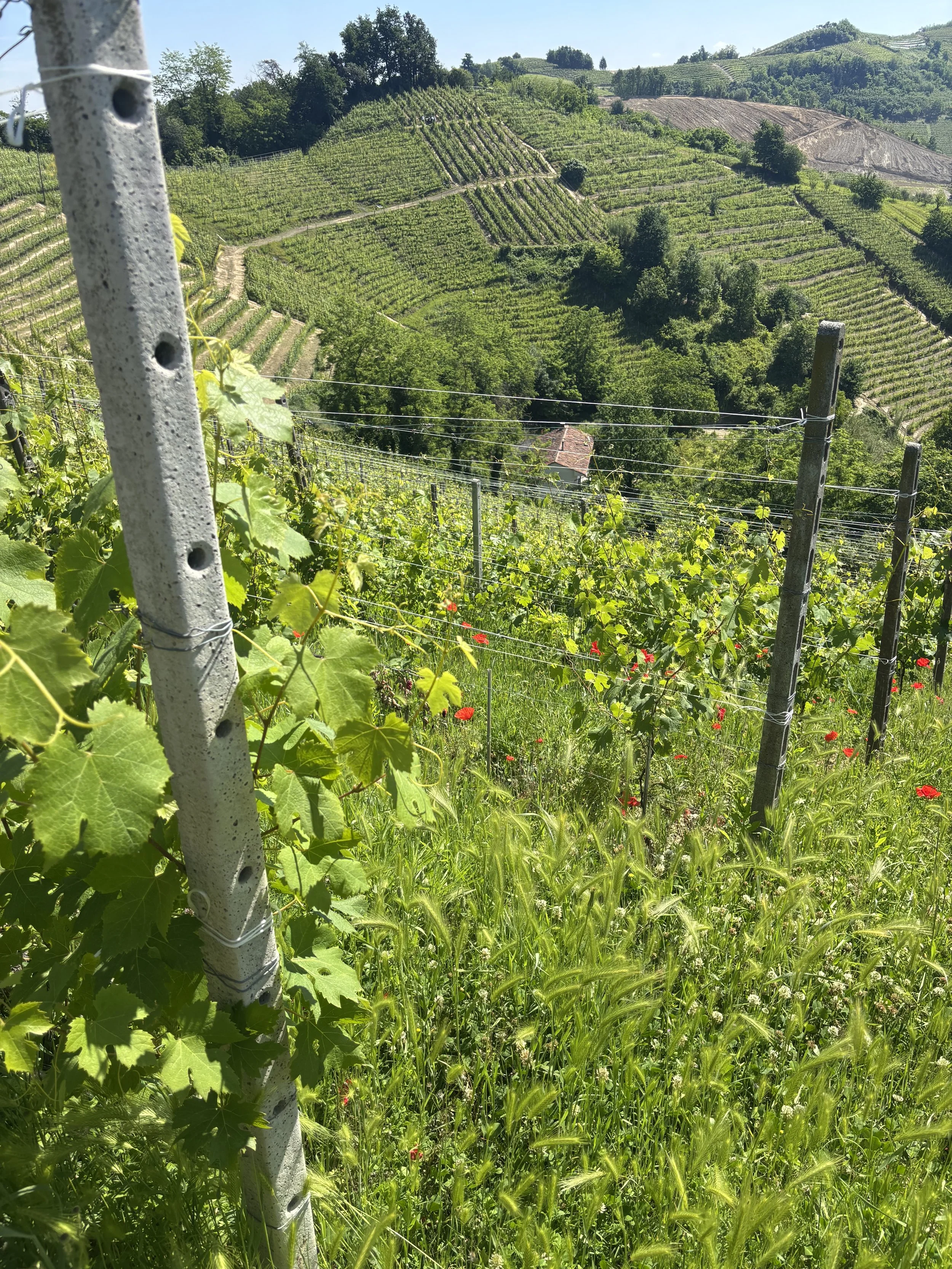 Steepness, Wildness, and Sand: A visit to Occhetti