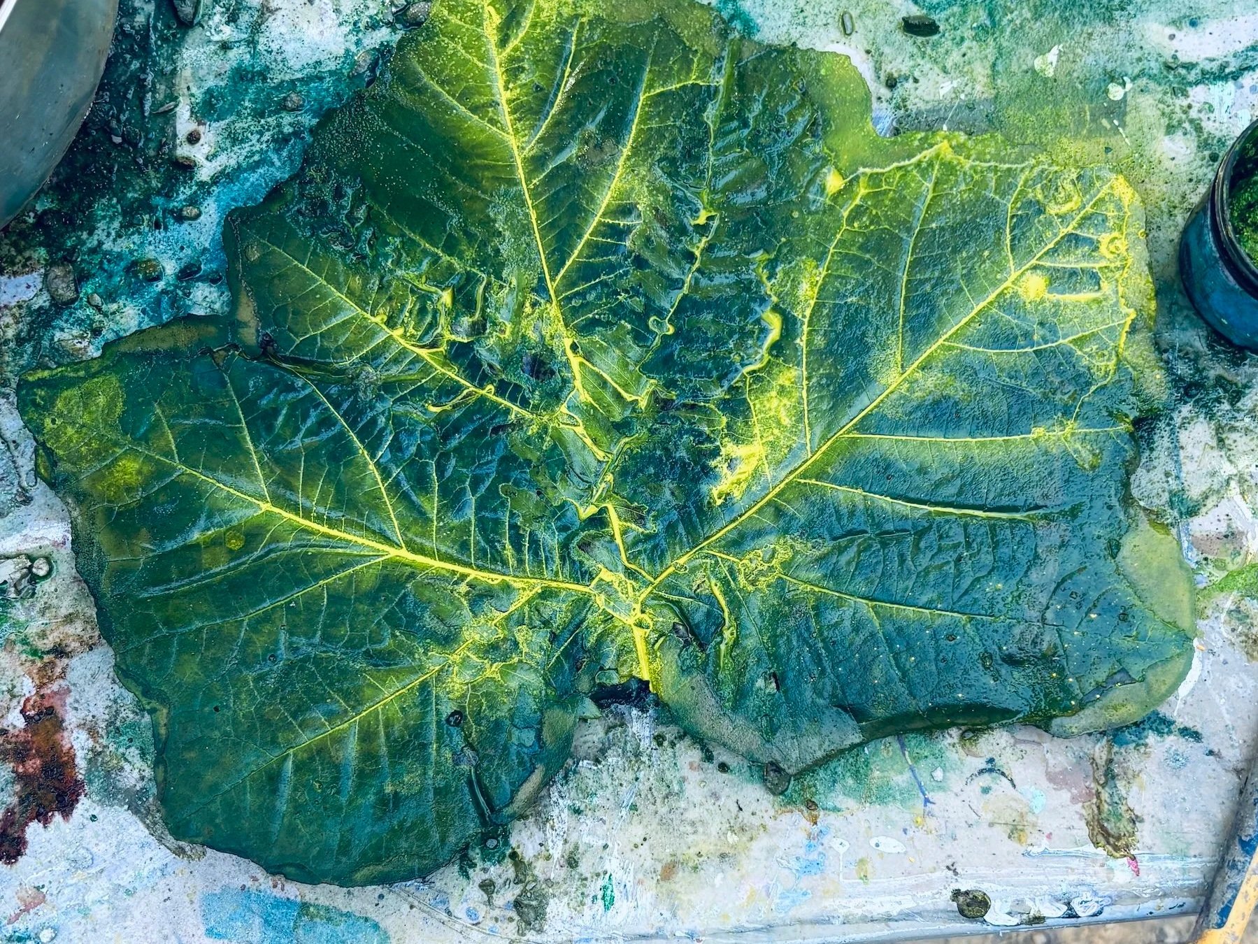 Sycamore Fossil Stone 
