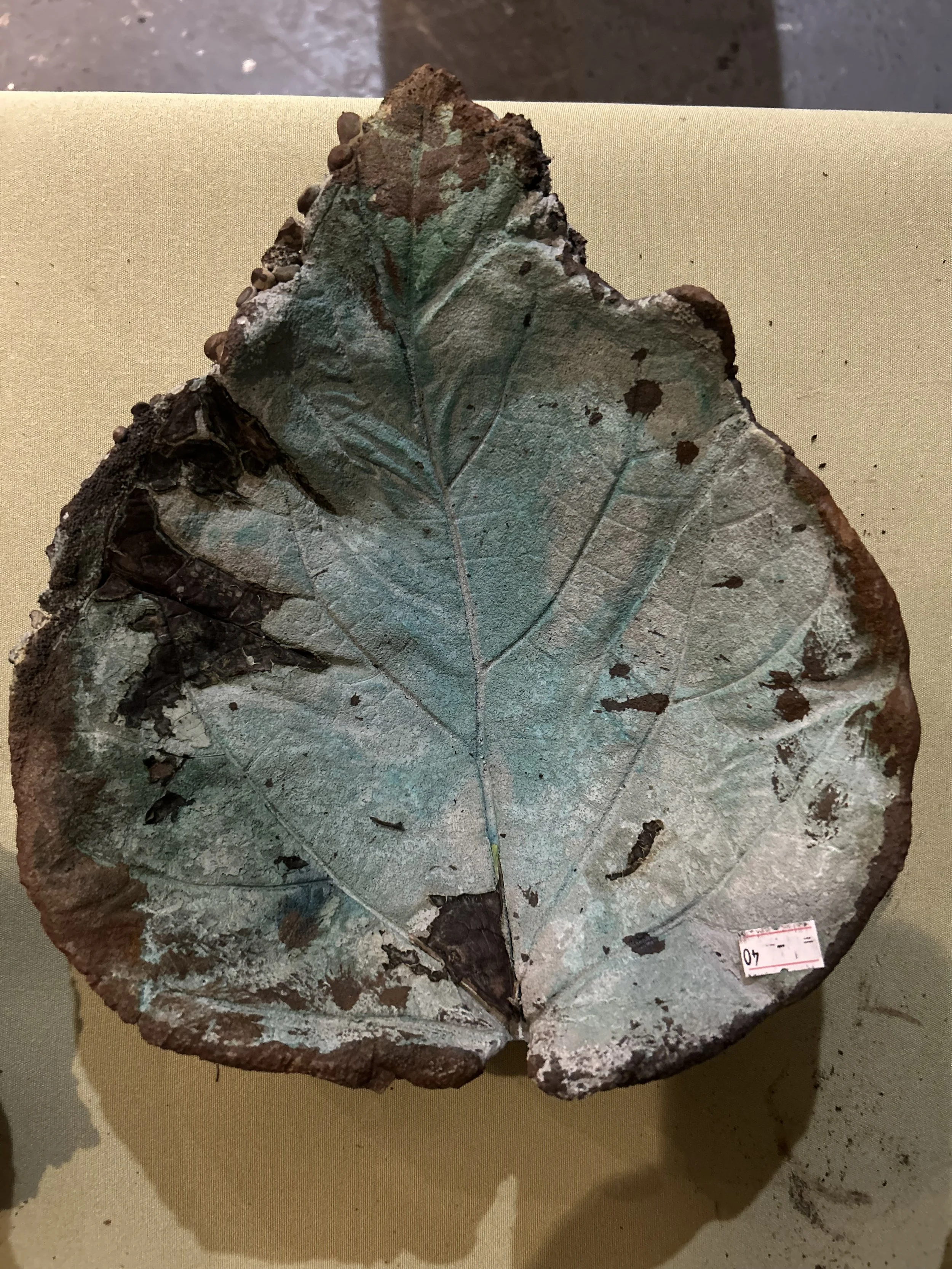 Sycamore Fossil Stone 