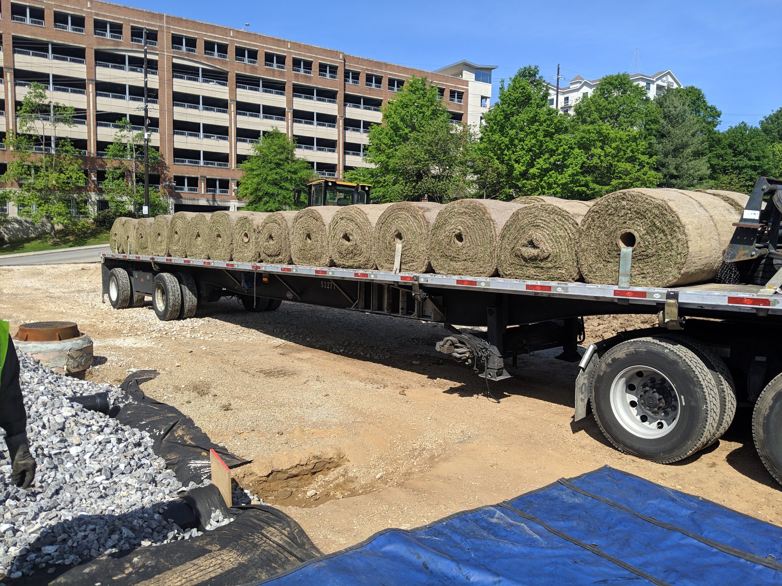Deliveries of specially cultivated Latitude 31 sod begins.