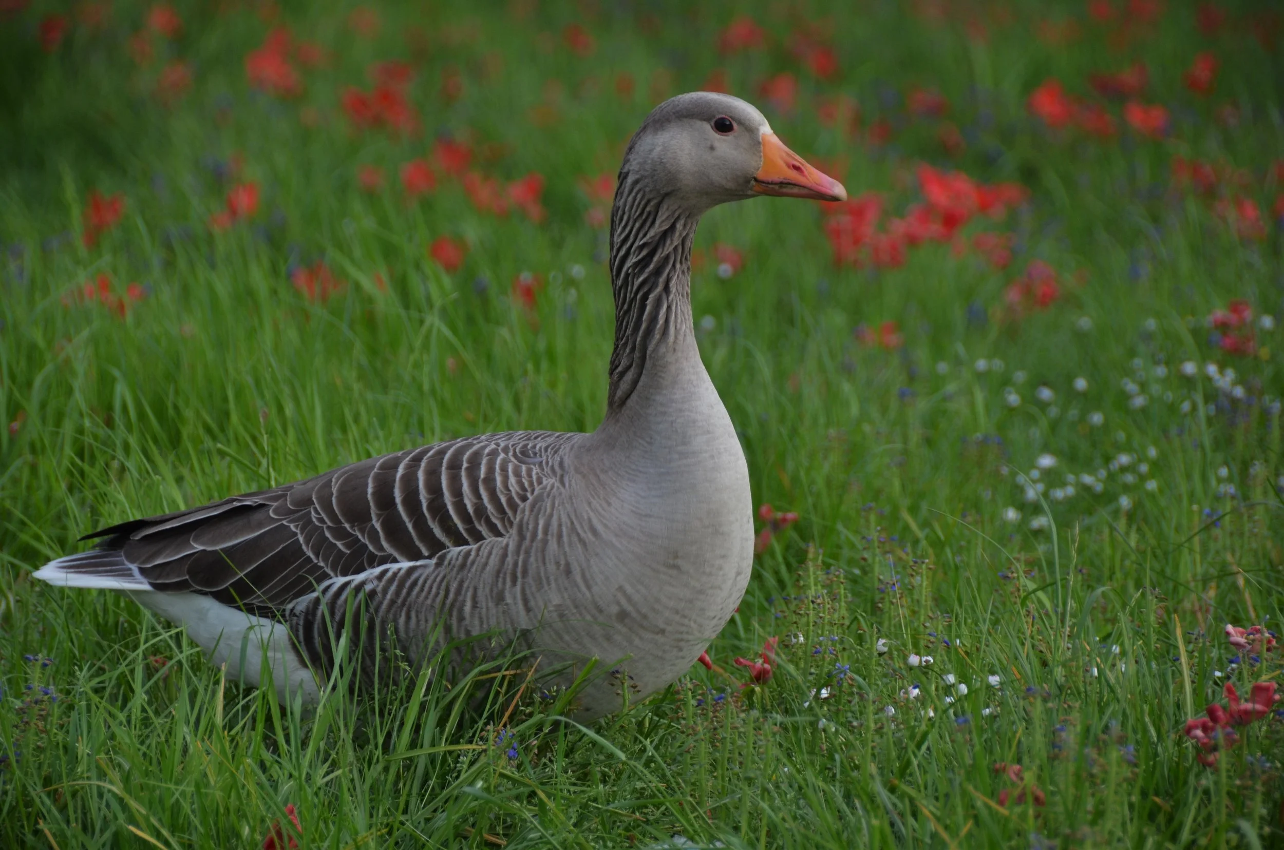 The Unappreciated Wonders of the York Uni Campus