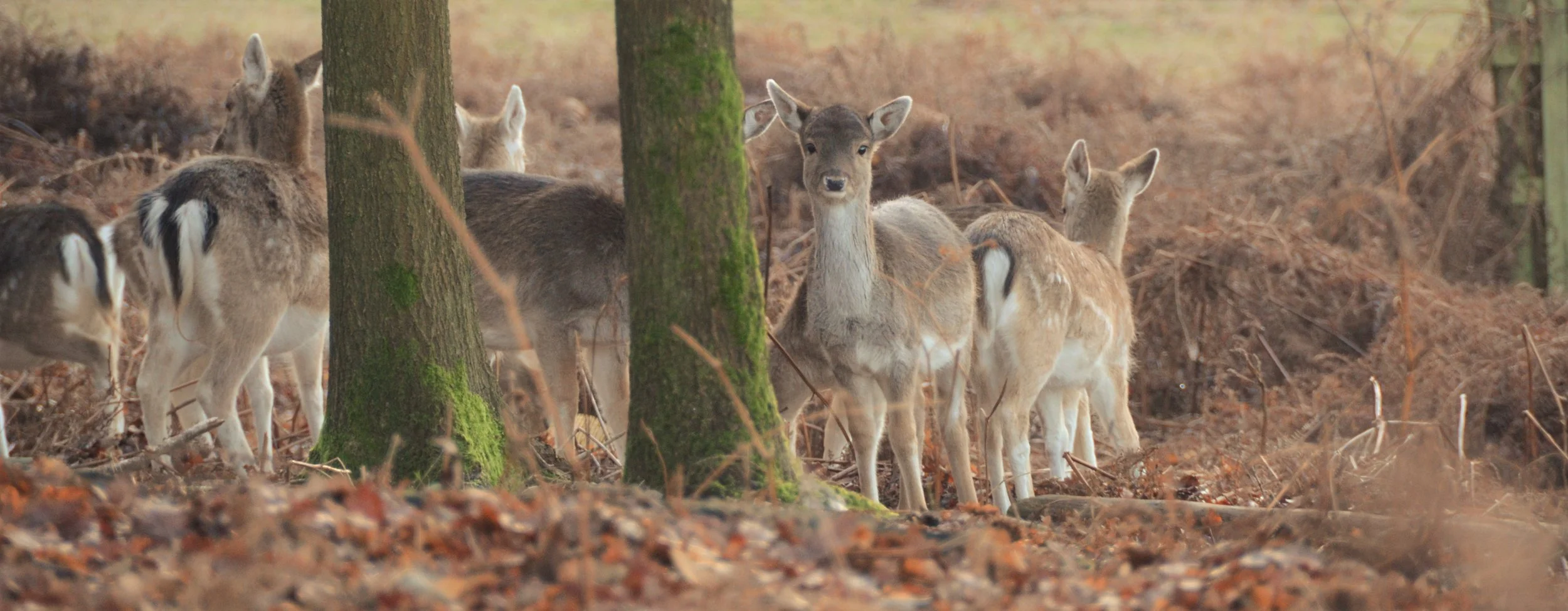 A Winter day at Knole Park