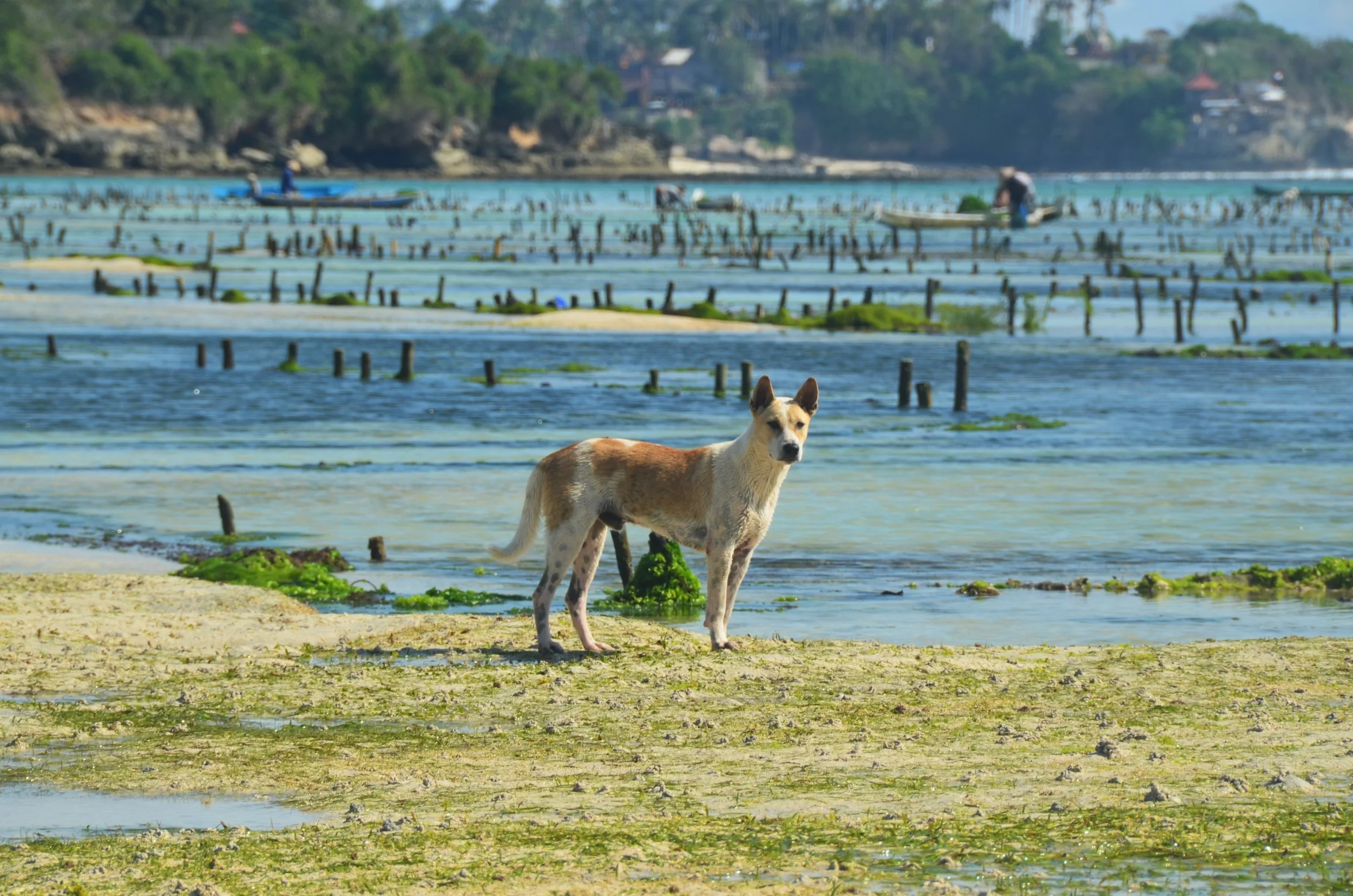 Bali: Part Four: Nusa Ceningan: Seaweed Farming at Low Tide