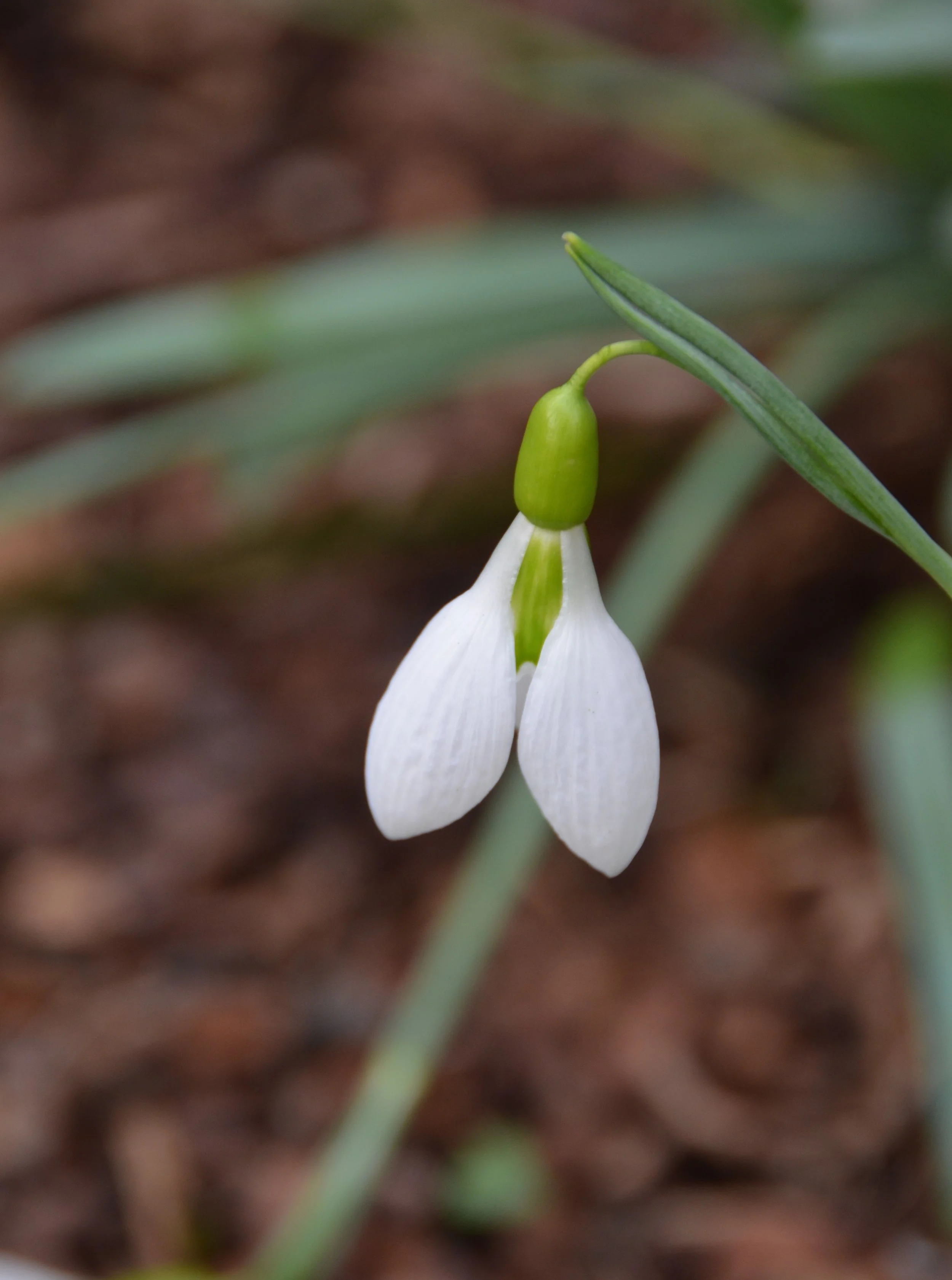 Spring Awakening: 'Galanthus Nivalis': A Snowdrop Study
