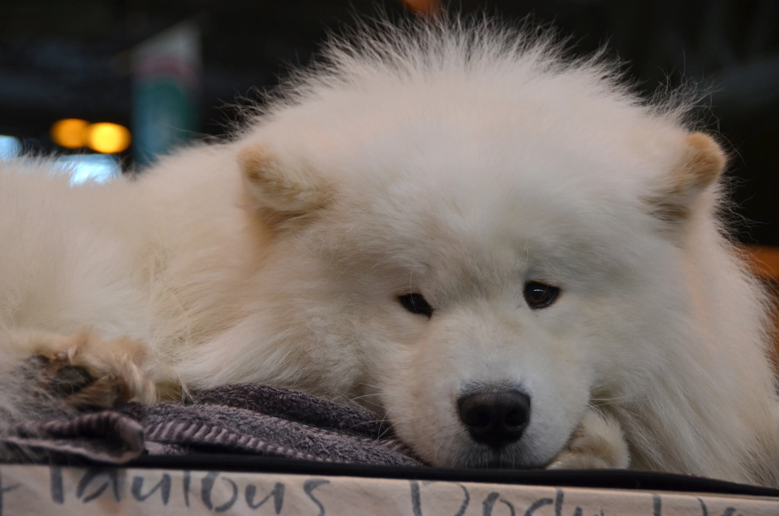 The Greatest Dog Show in the World:       Crufts 2017: Part 1