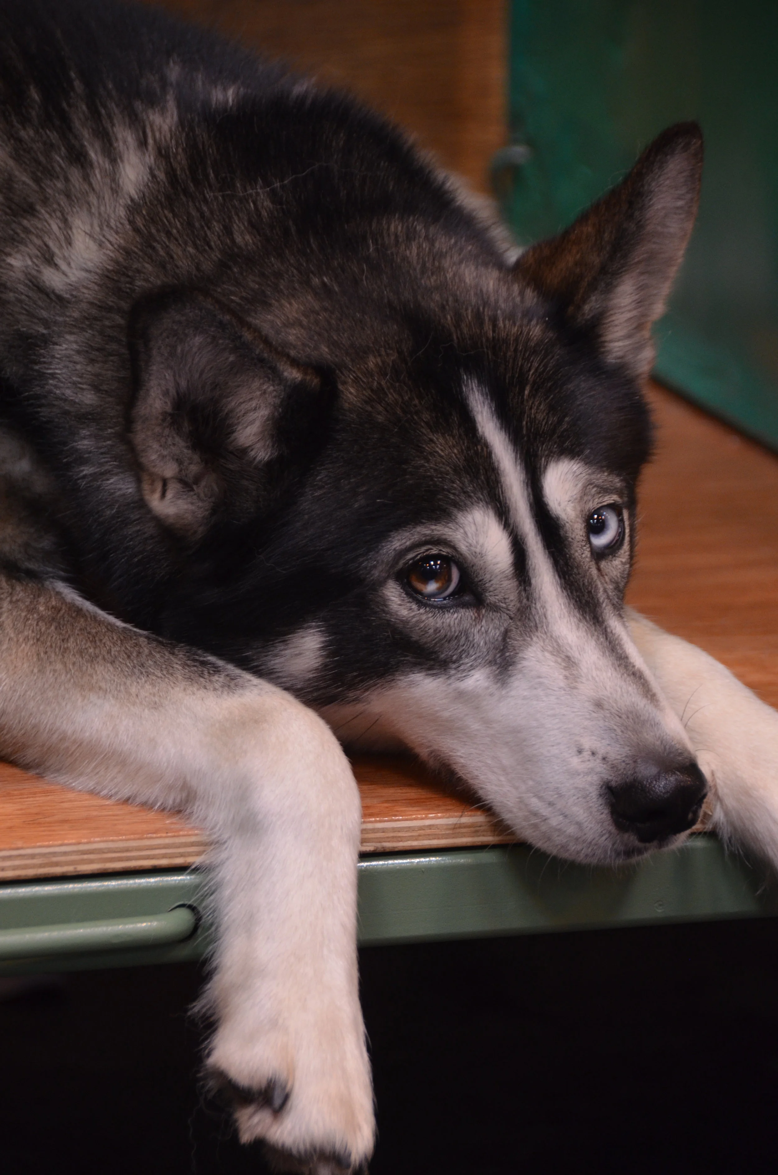 Crufts Part 2: Working & Pastoral Breeds