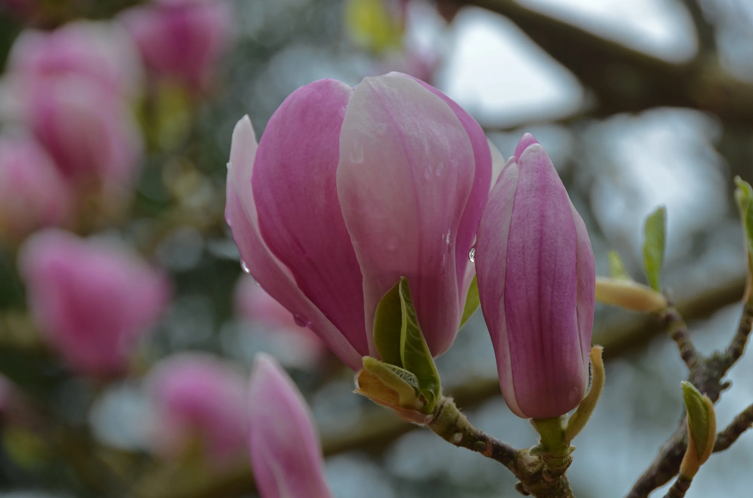 Plant Studies: Spring Magnolias