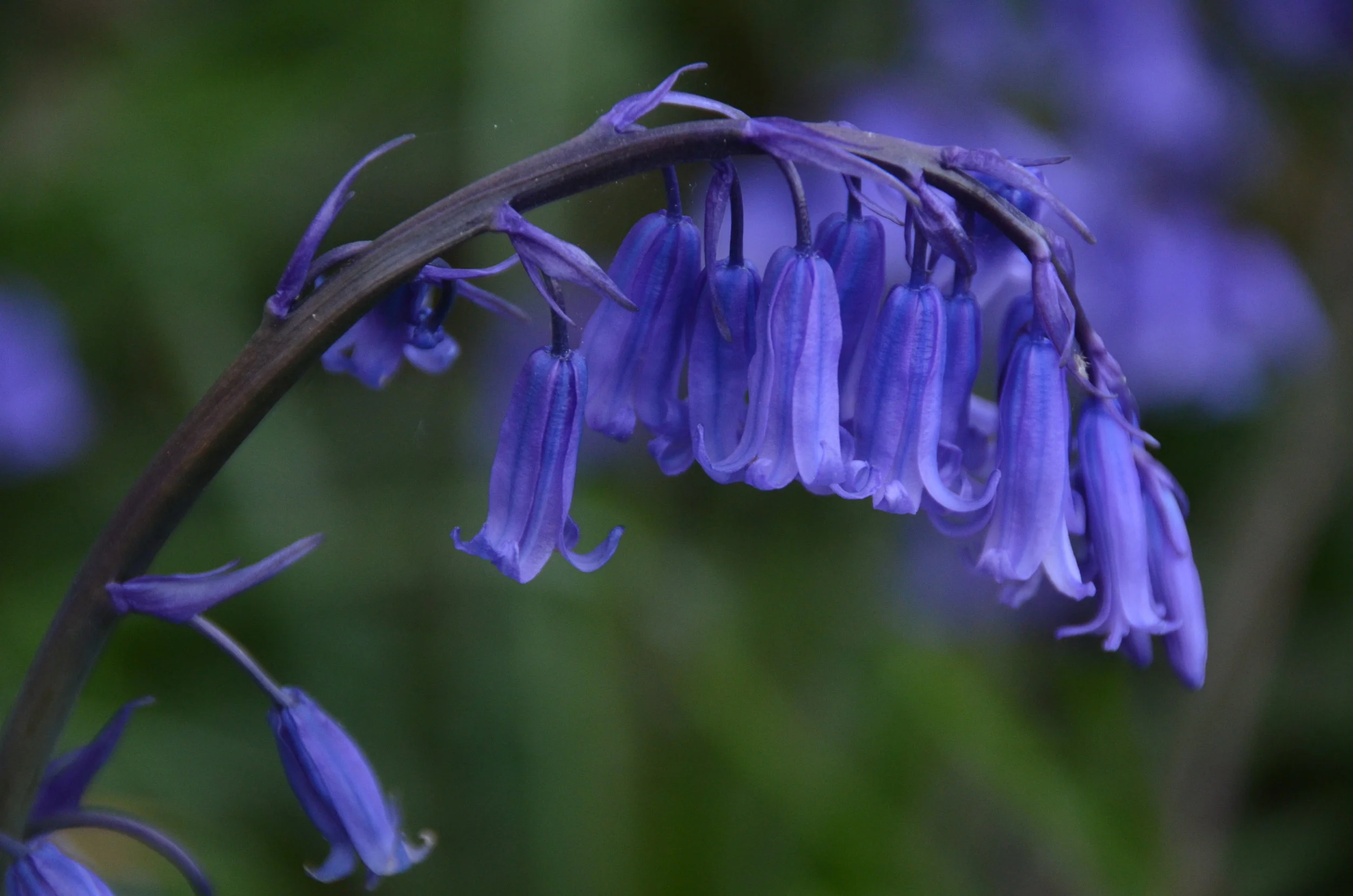 Plant Studies: Bluebells: From bud to Bloom & at Dusk