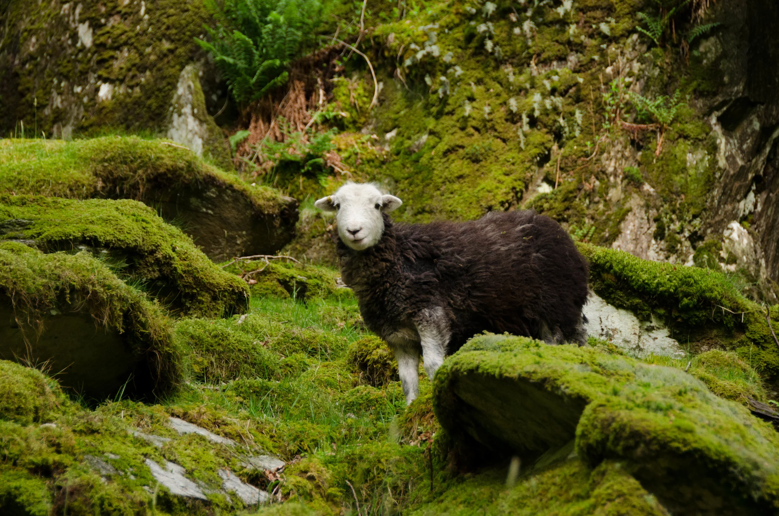 A May Weekend in the Lake District National Park