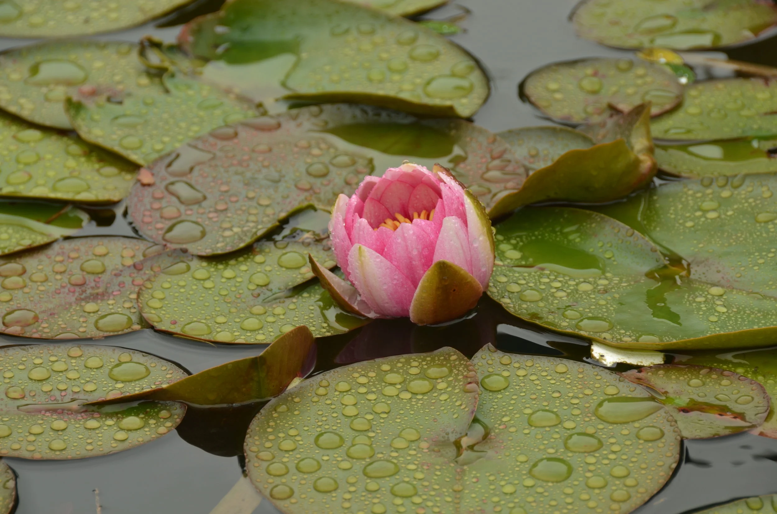 Yorkshire's Best-kept Secret? A Waterlily Paradise