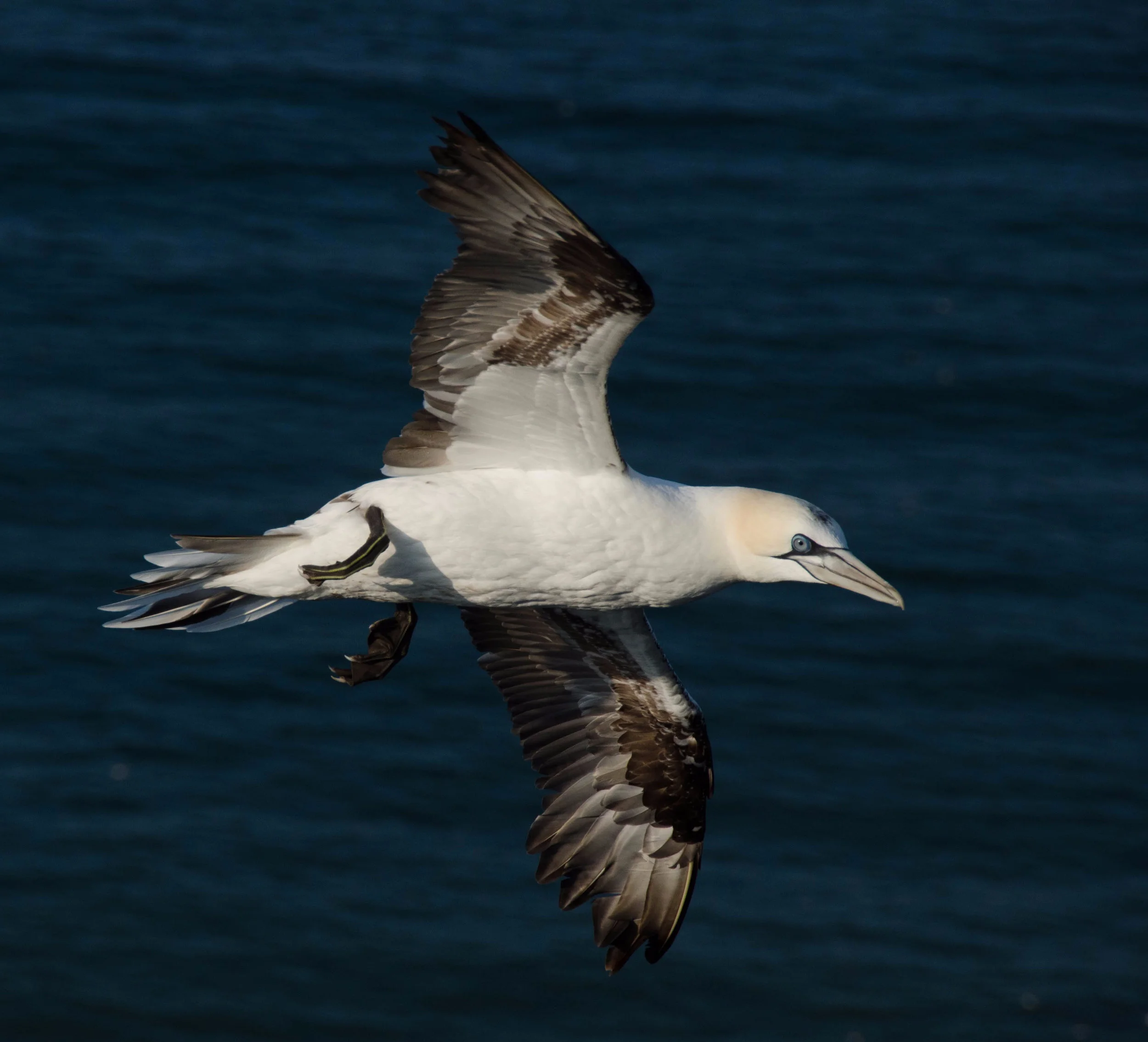 A Yorkshire Road Trip: from Poppy Fields to the East Coast Sea Bird Colonies