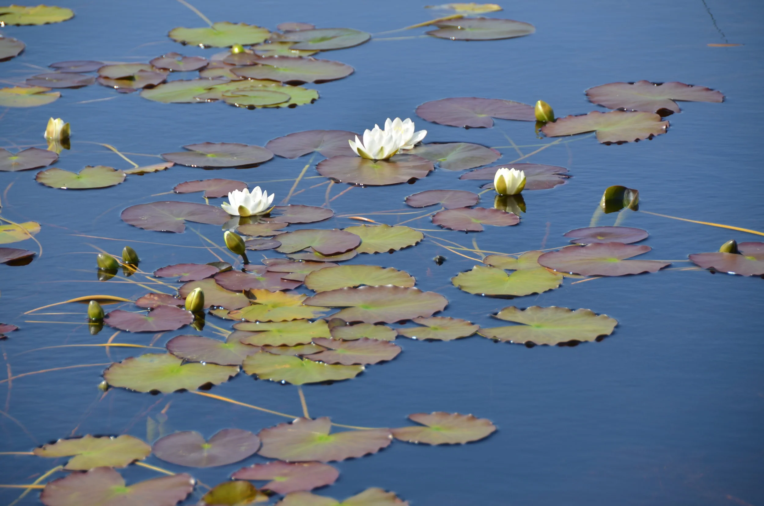 Chapter 4: Harris:'Na Hearadh'