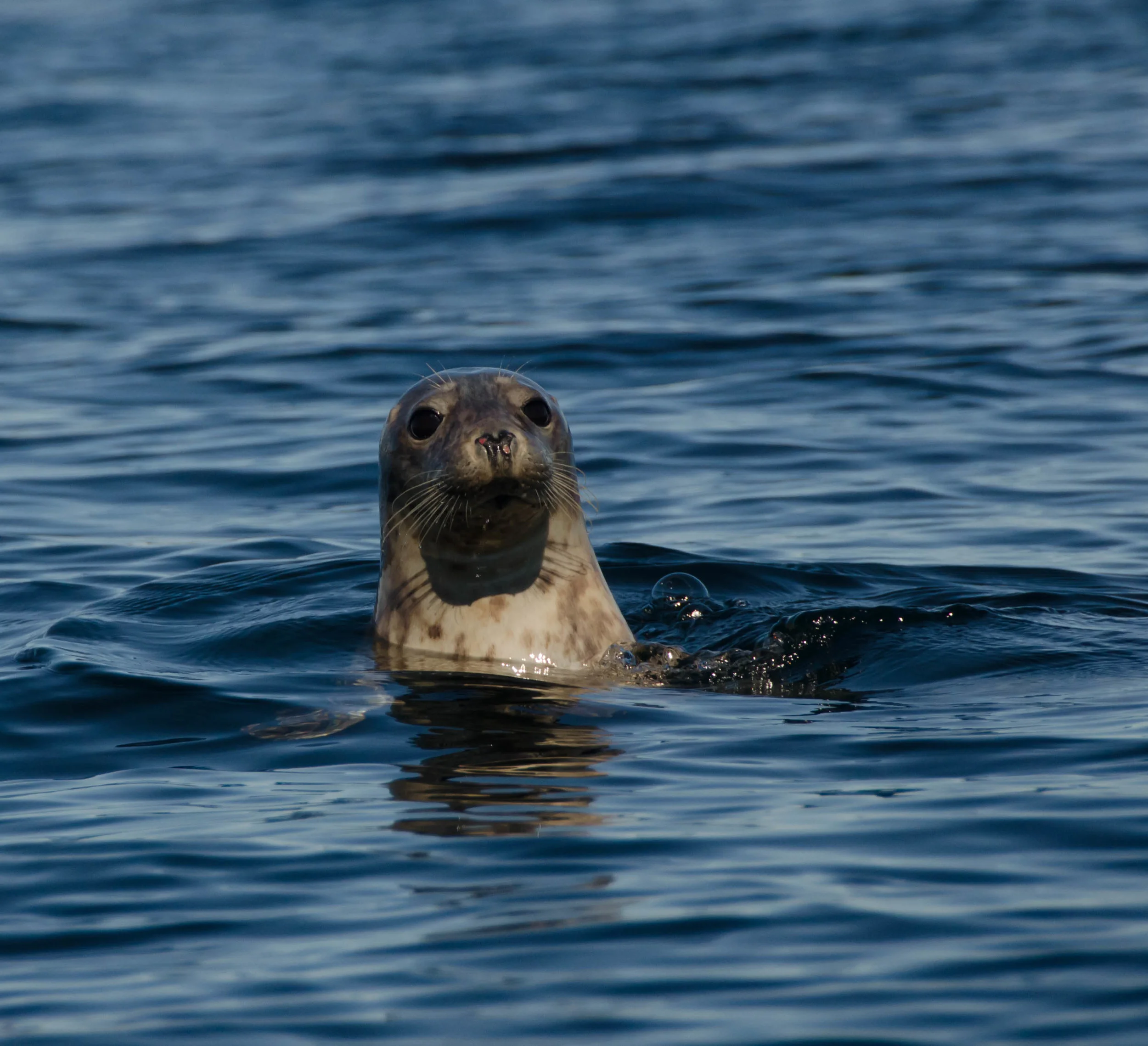 A Scottish Safari on the Isle of Tiree
