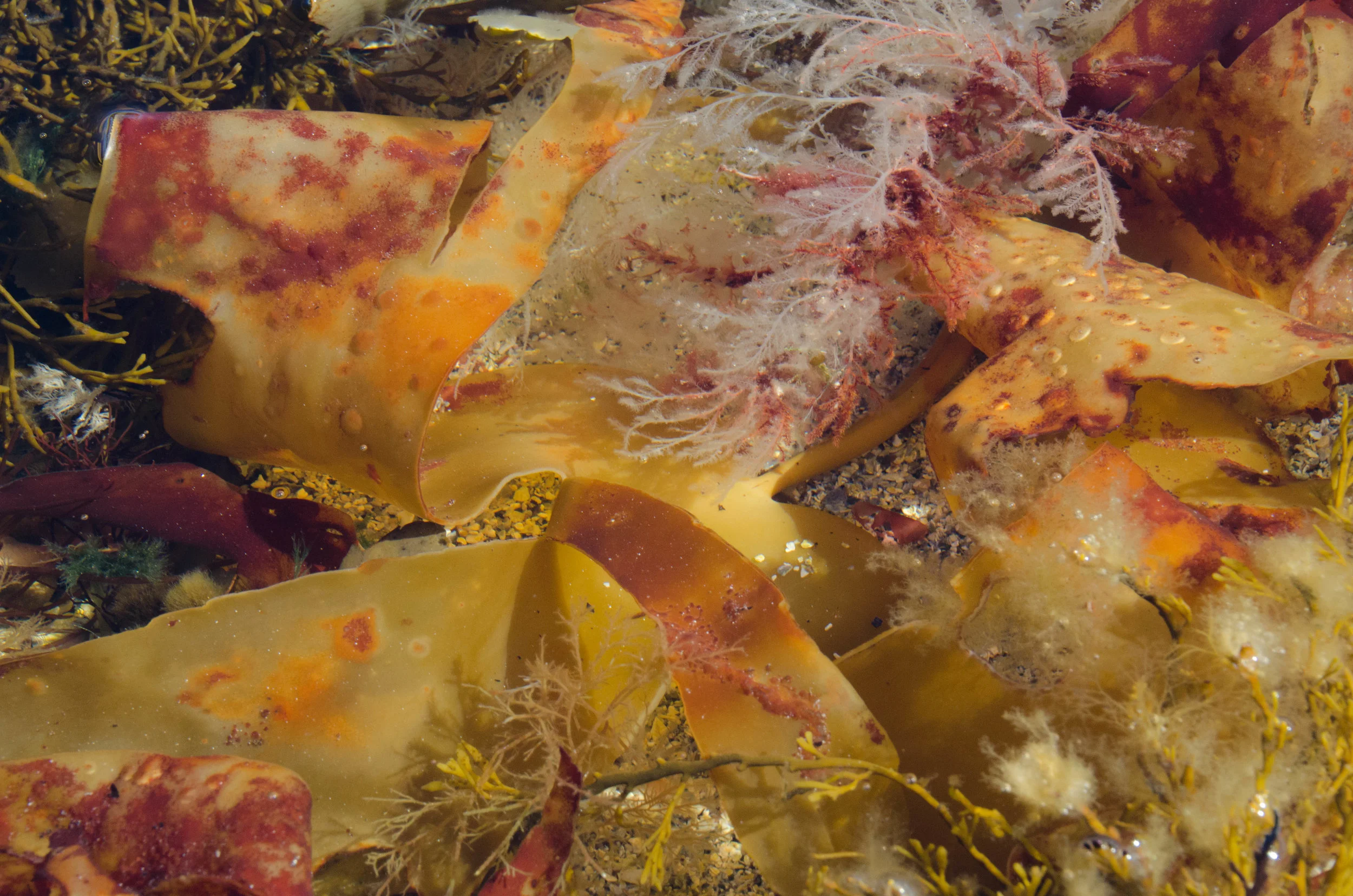 Exploring Rock pools & machair