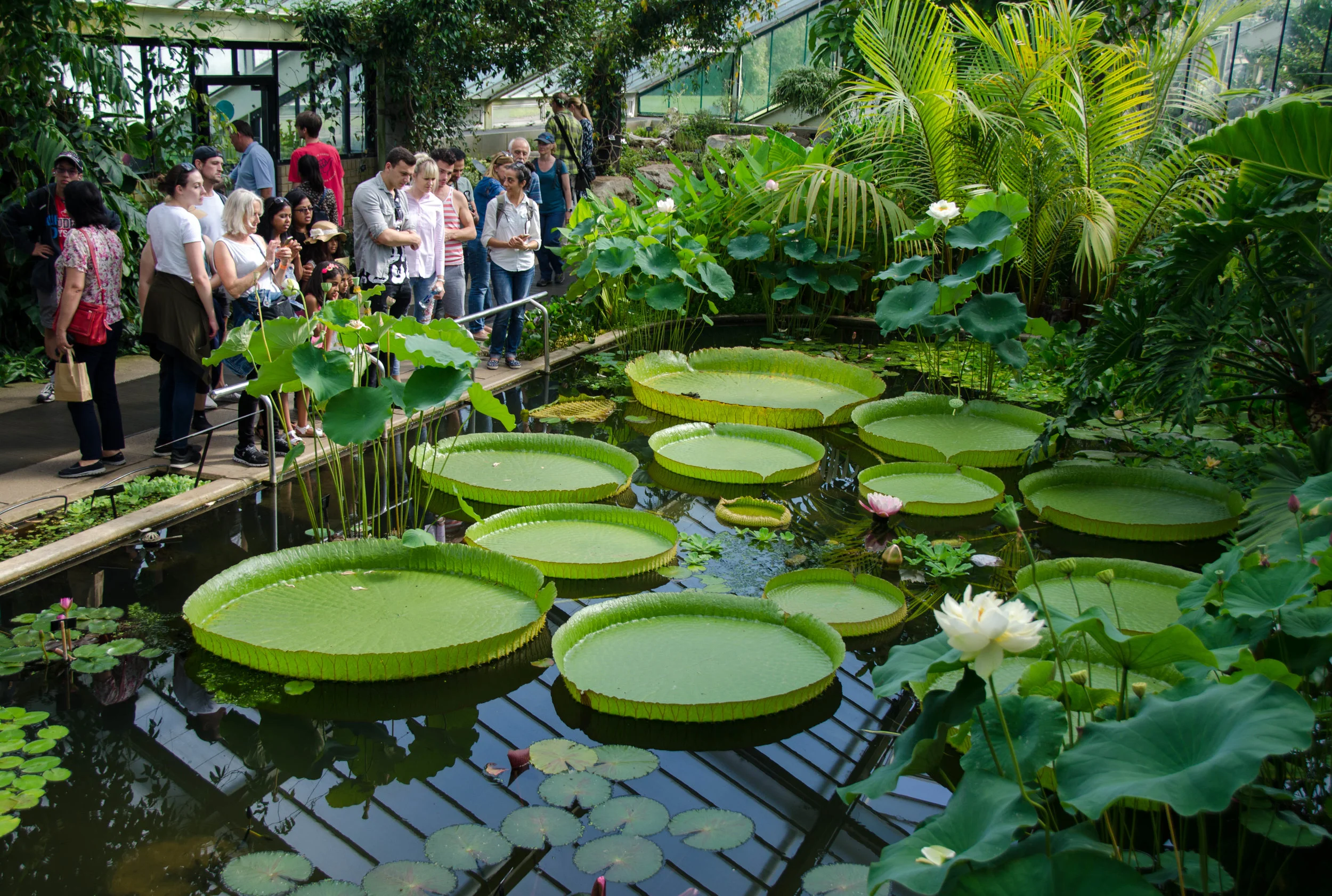Plant Euphoria or the day of the triffids? : an Afternoon at Kew Gardens