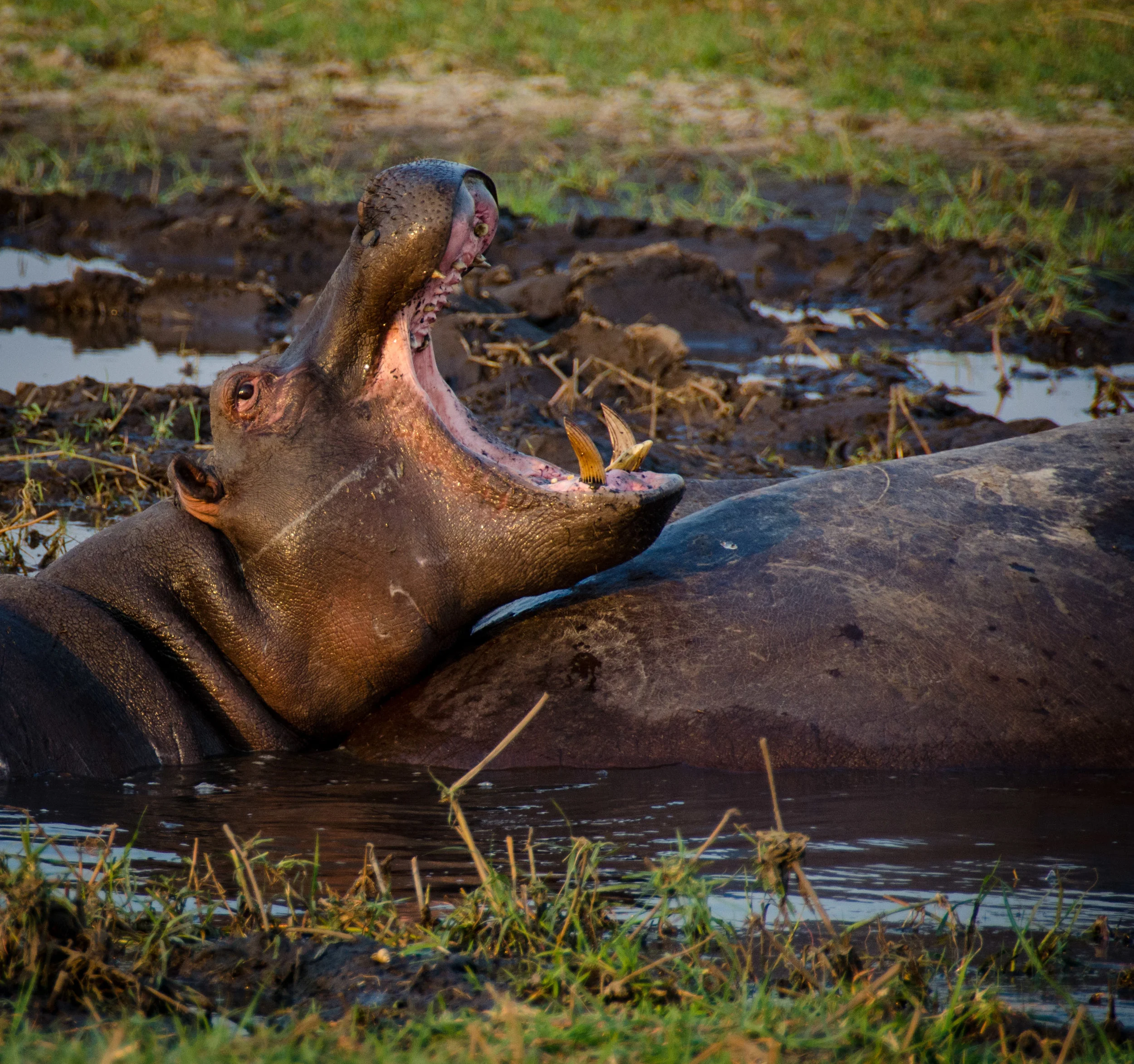 The Best of Botswana: Chobe National Park: The River Safari