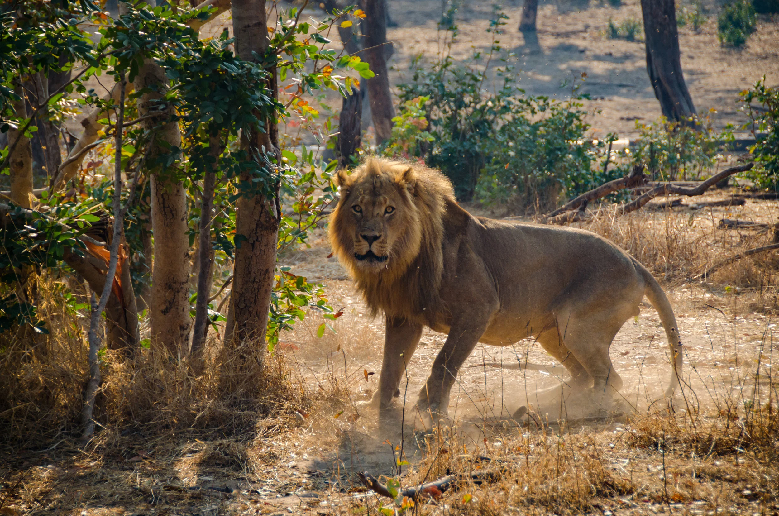 The Best of Botswana: Chobe National Park: A close encounter with Lions!