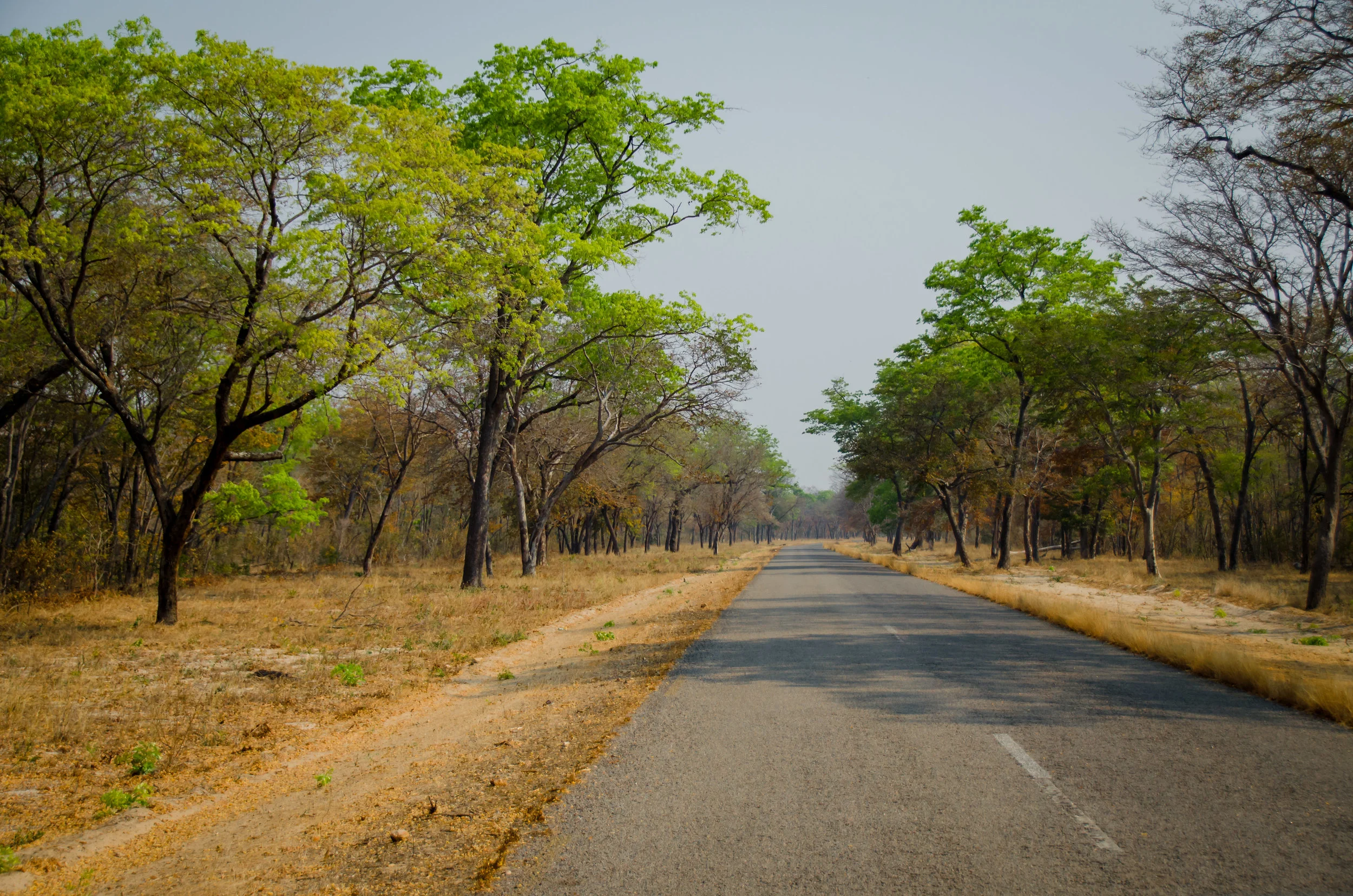 Zimbabwe: Hwange National Park: the Aftermath of Cecil the Lion's Death...