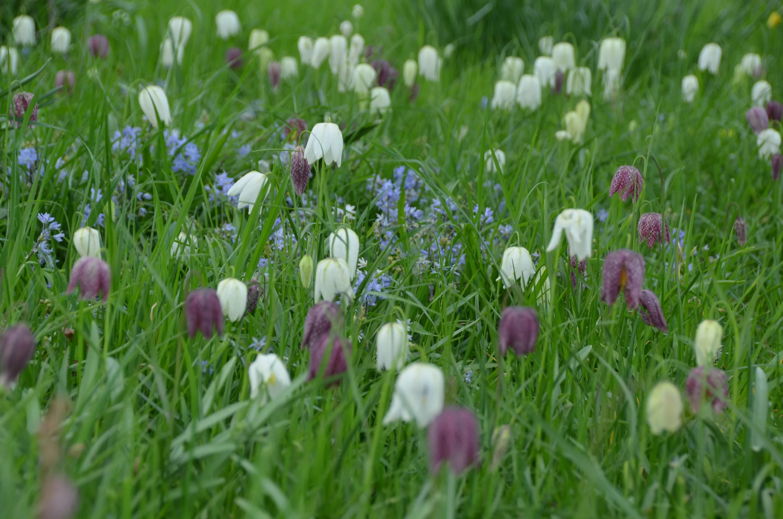 The Best of Kent & Sussex: Chapter 6: Great Dixter