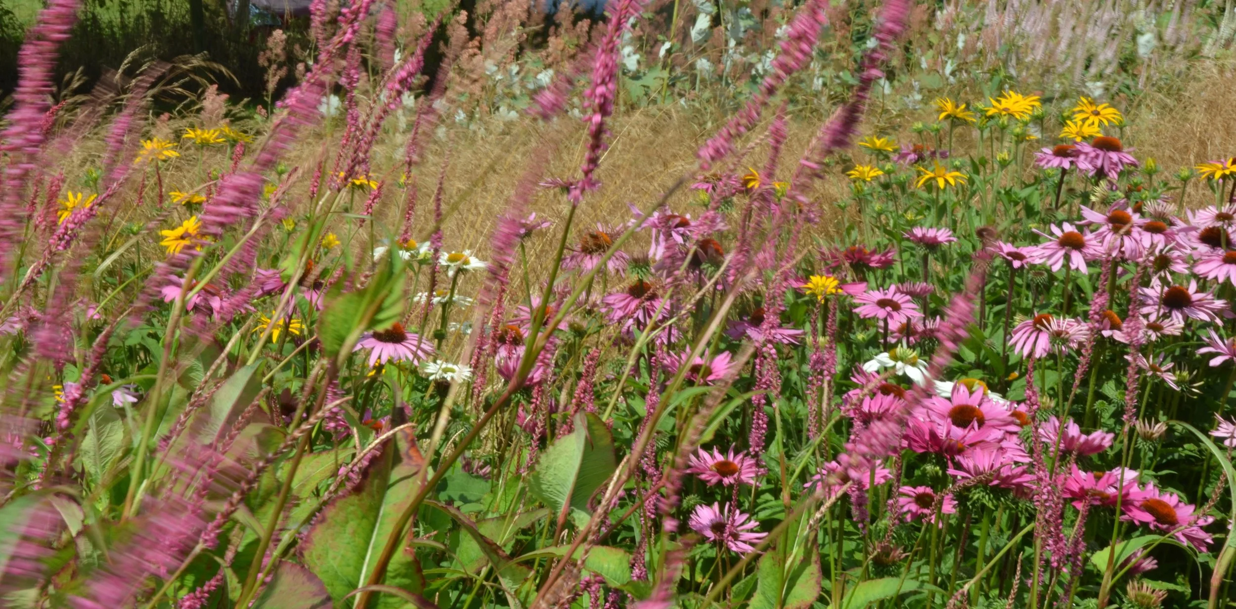 The Best of Kent & Sussex: Chapter 7: Sussex Prairie Gardens