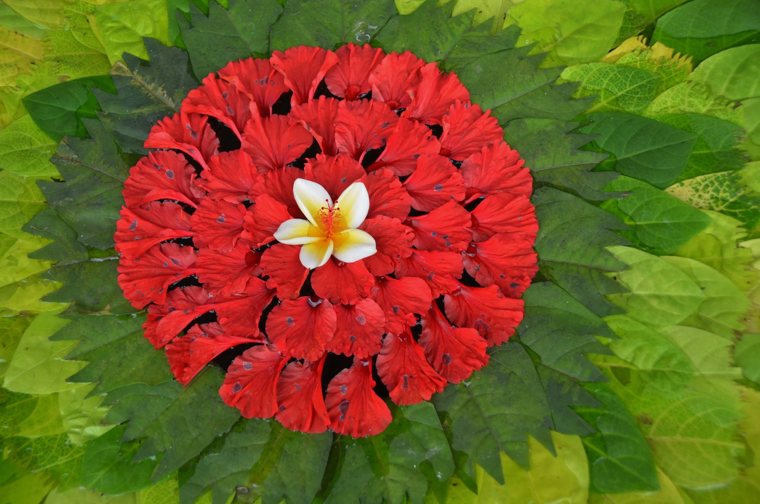 6 Islands in 3 weeks : The Indonesian Files