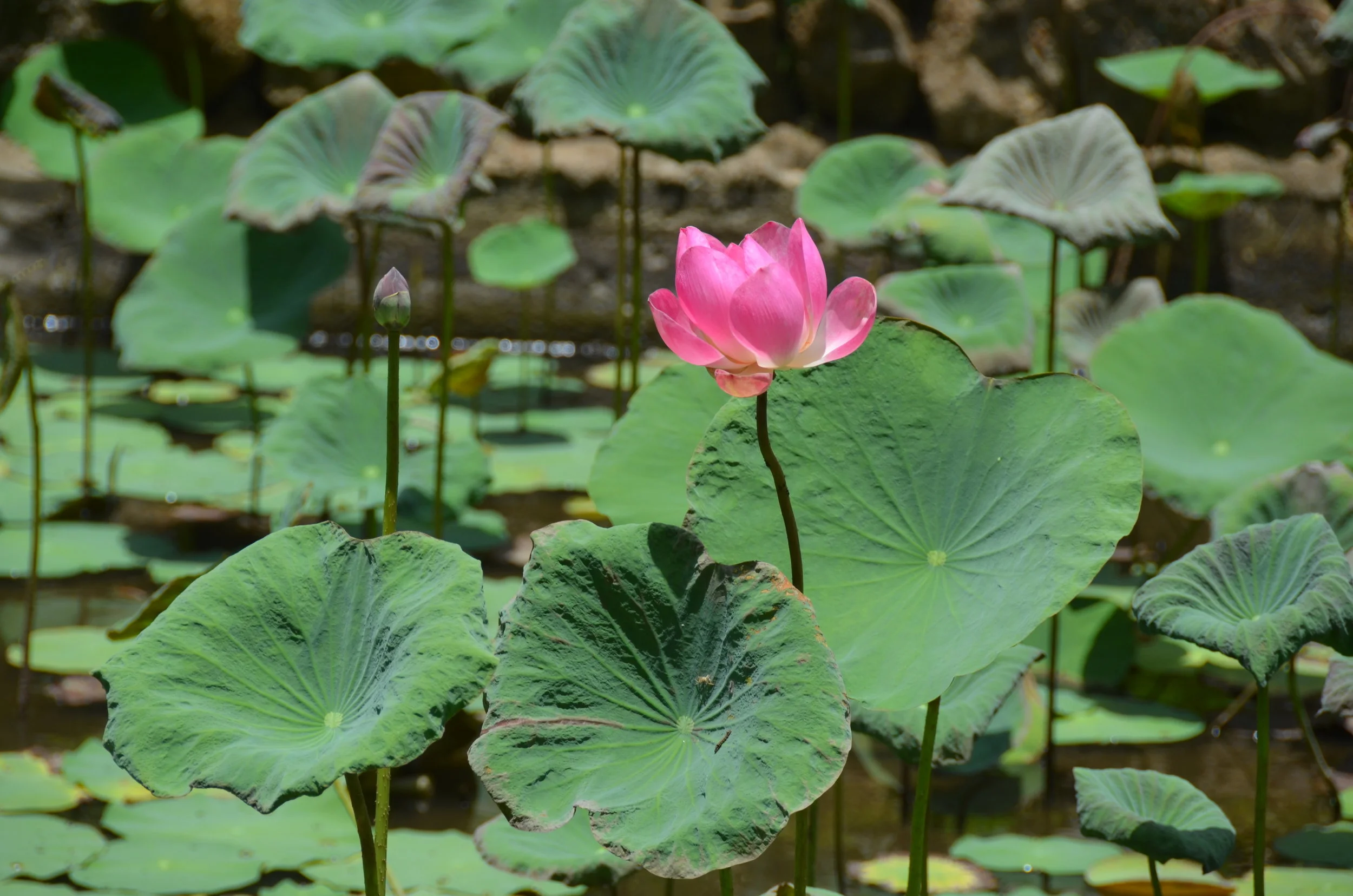 Bali: Part One: Ubud