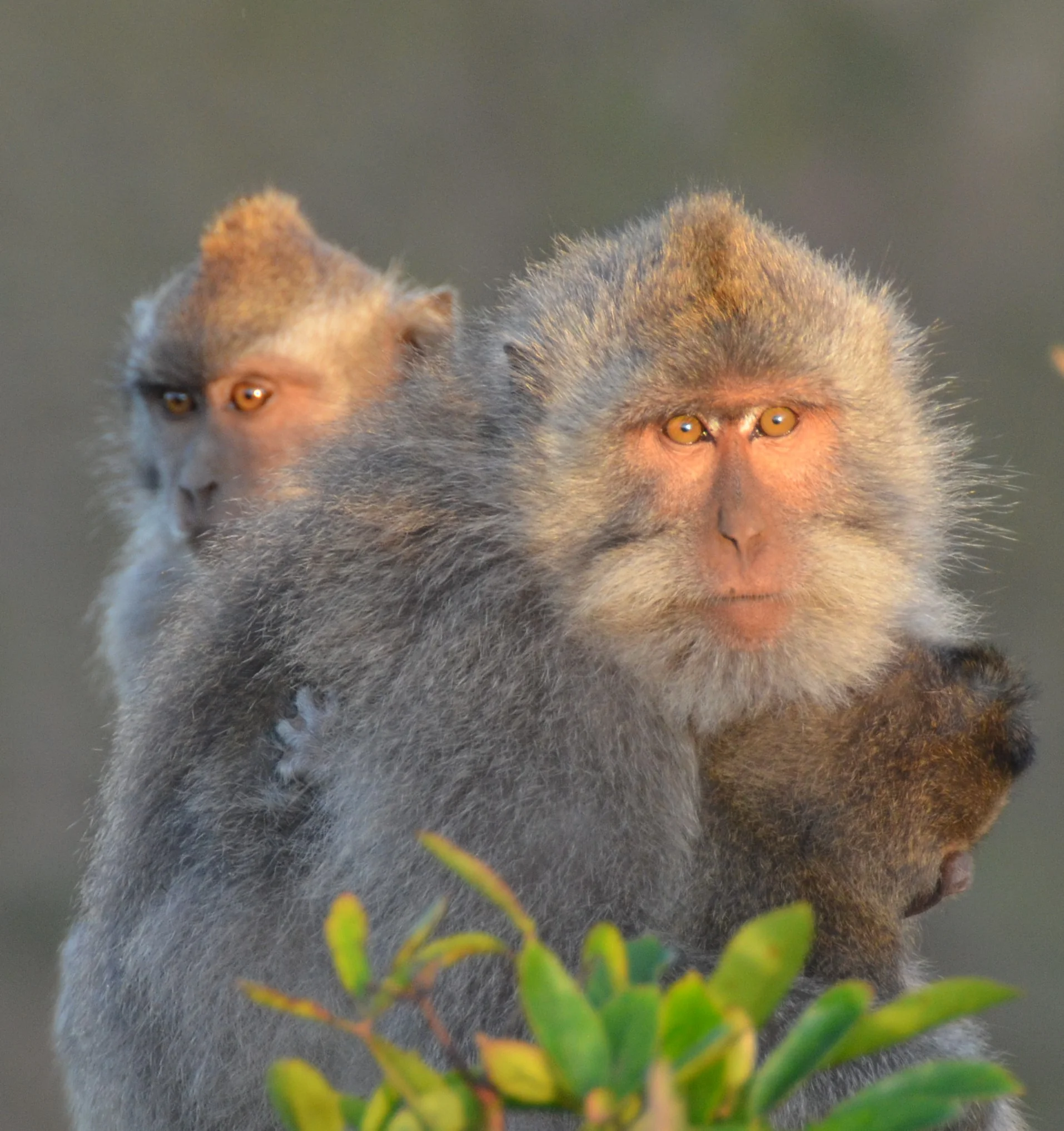 Bali: Part two: Mount Batur...Wild Monkeys at Sunrise