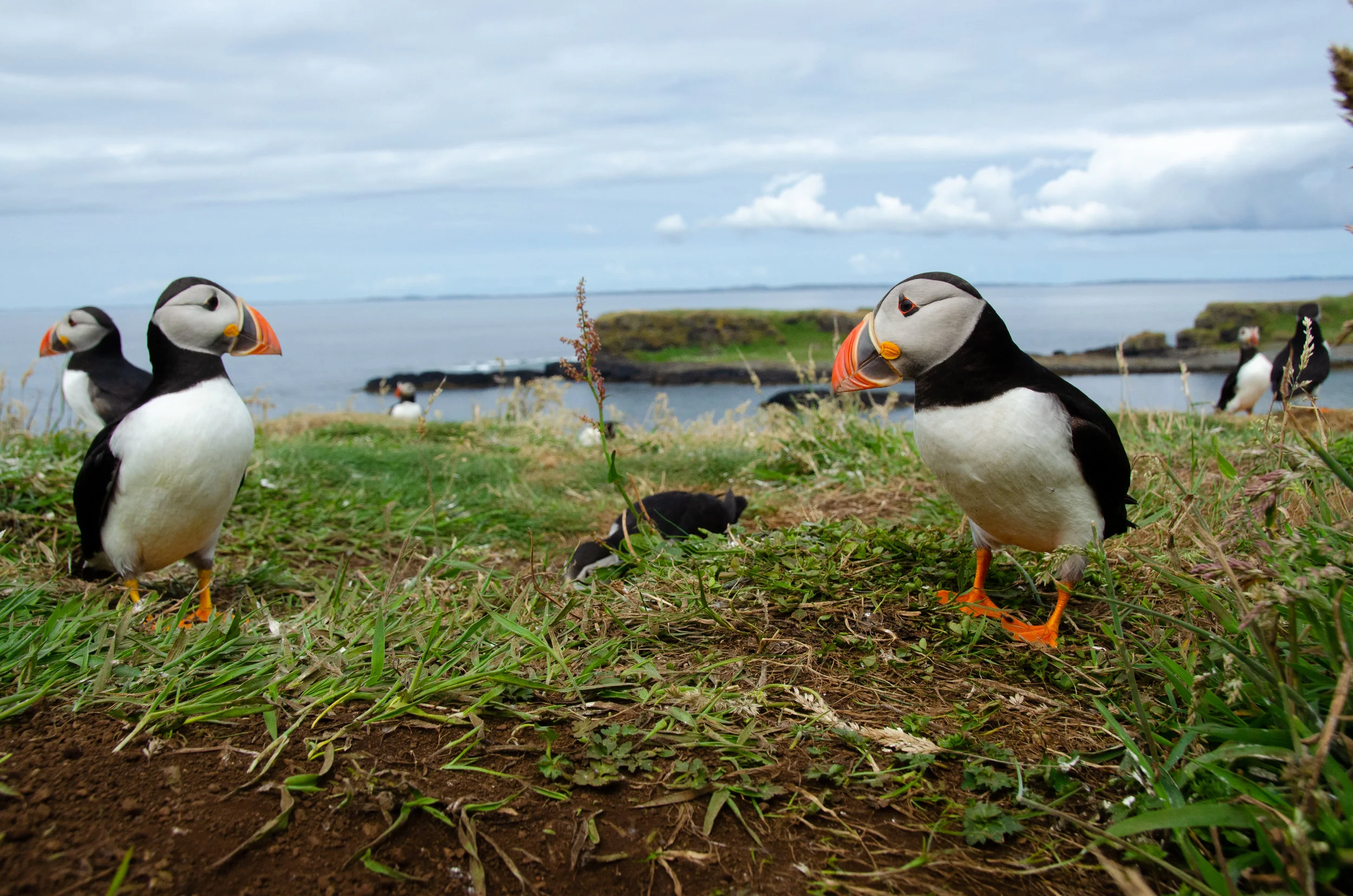Getting up close & personal... lying down and slowly moving towards the birds on my front provided the opportunity to get some great, natural shots of the puffins in their cliff-top environment.