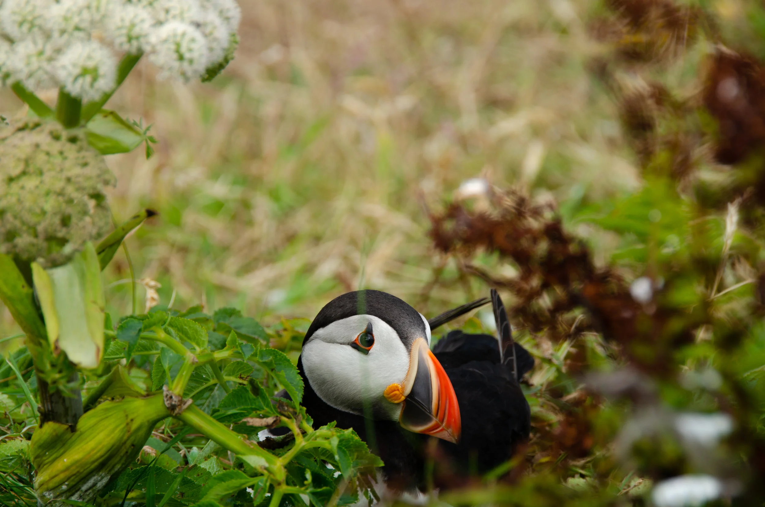Having a forage in the bushes!