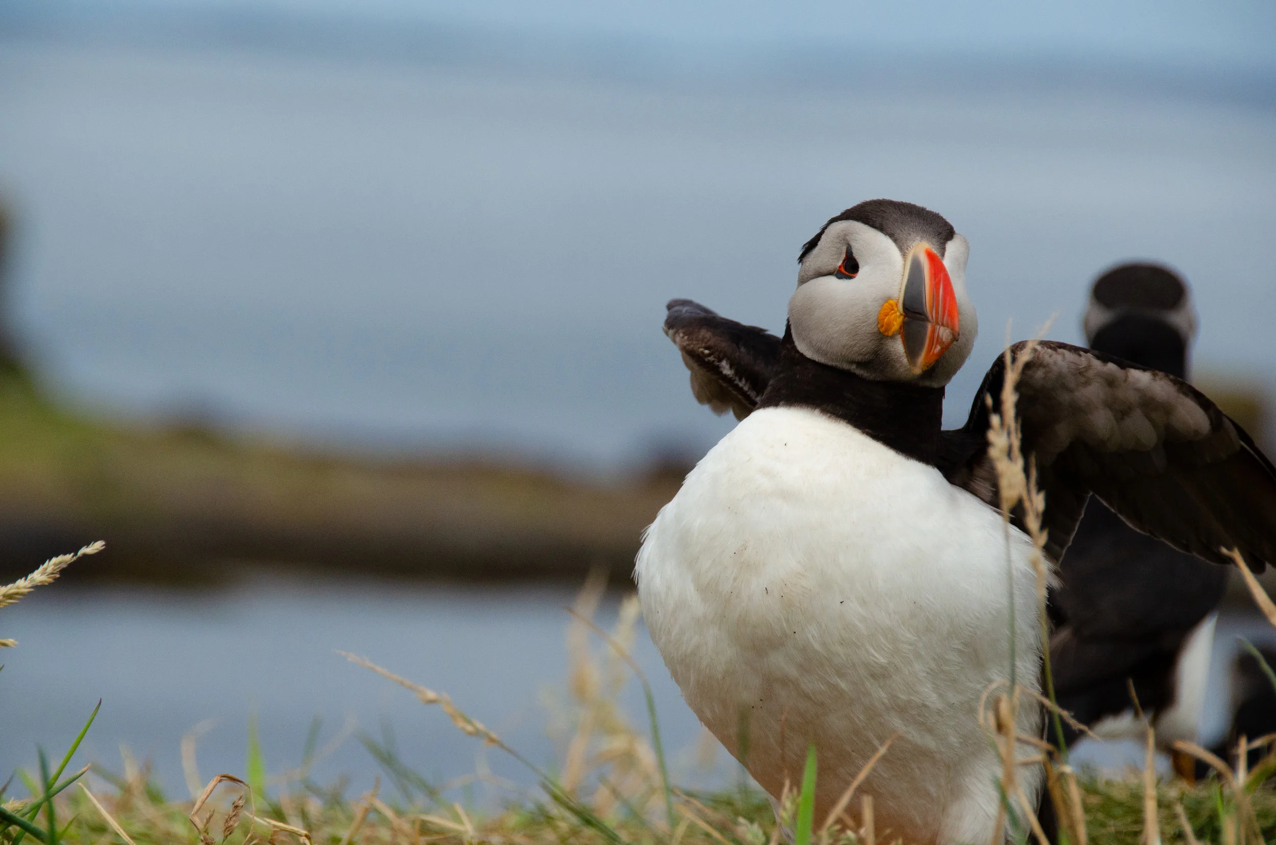 Don't mind me, just puffing my feathers!