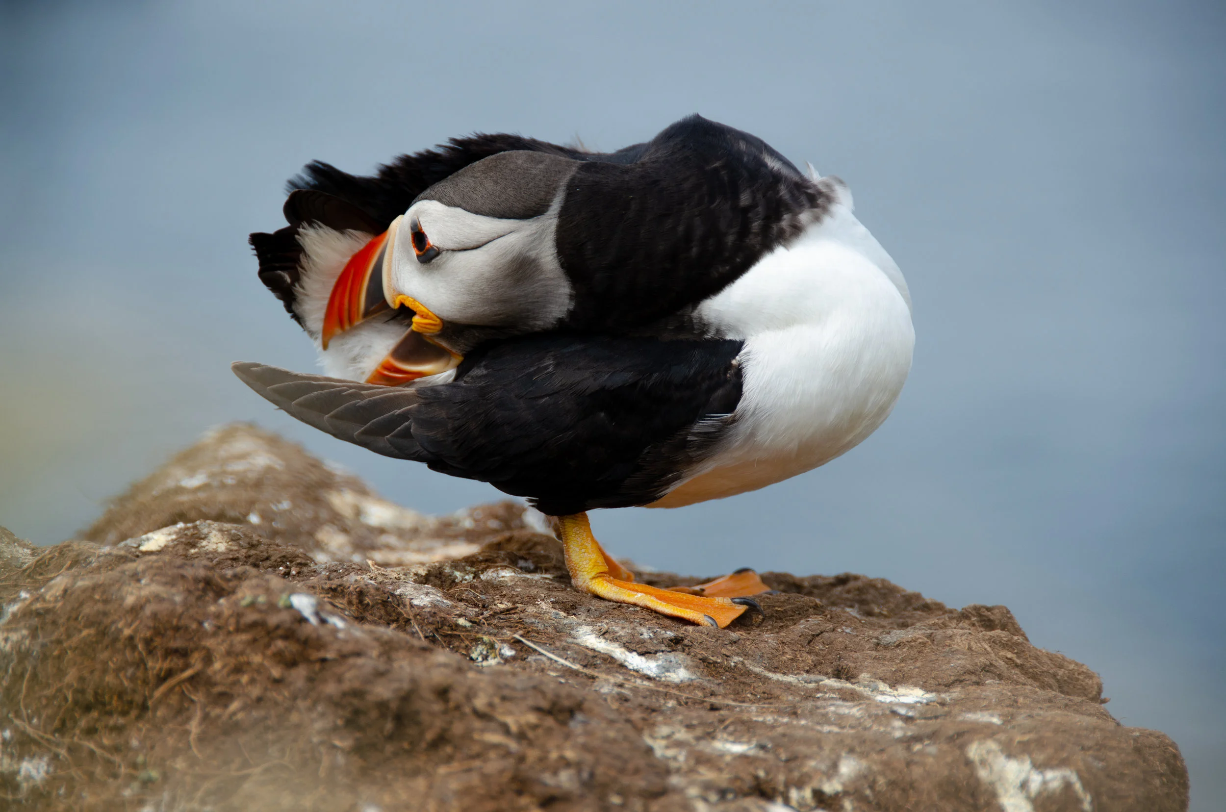 Attending to the feathers