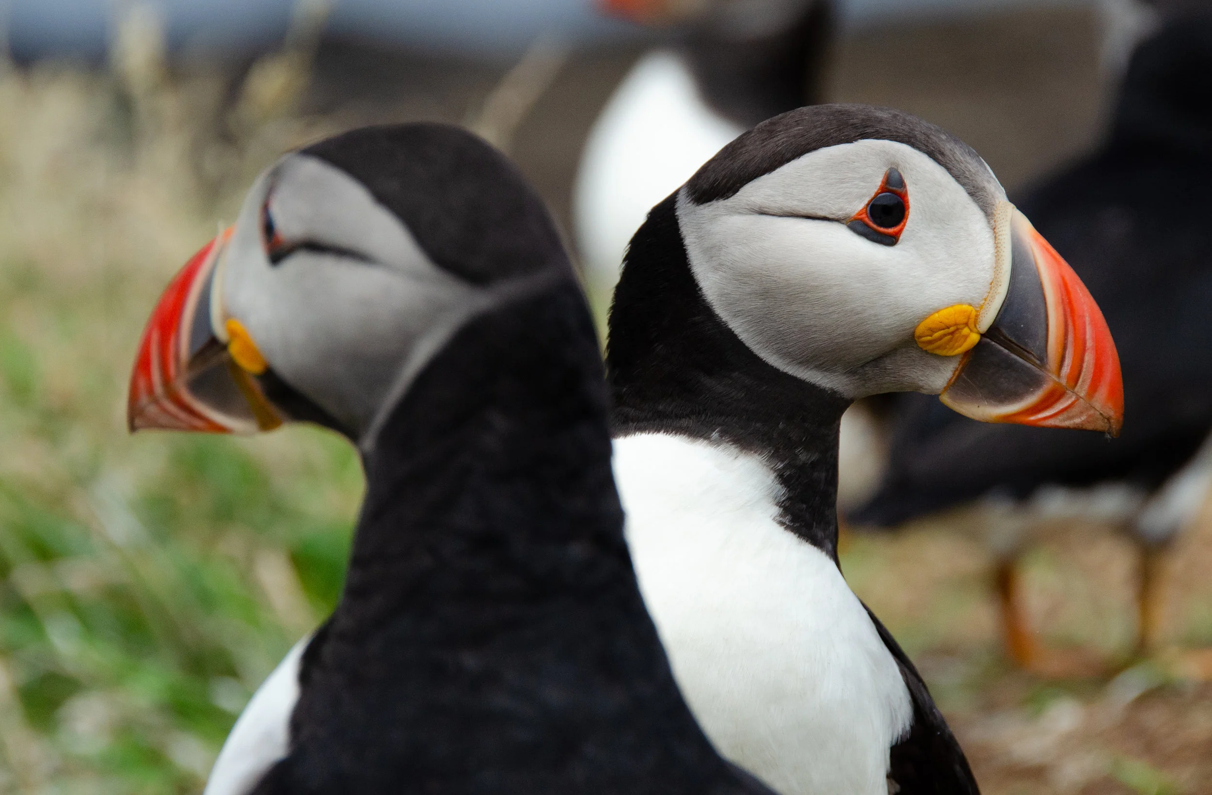 Puffin tango in action!