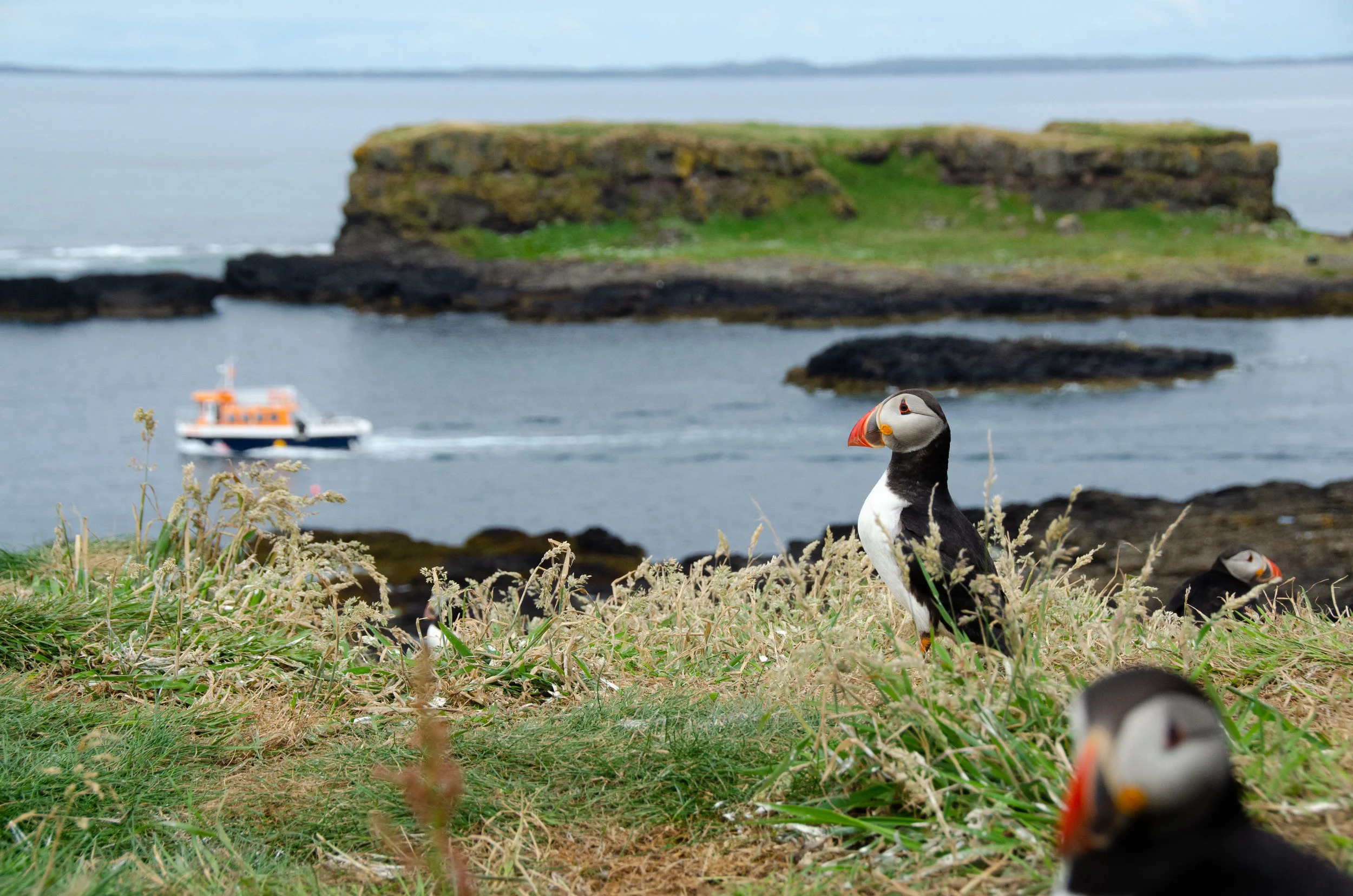Another day, another boat- a day in the life of a Lunga Puffin...