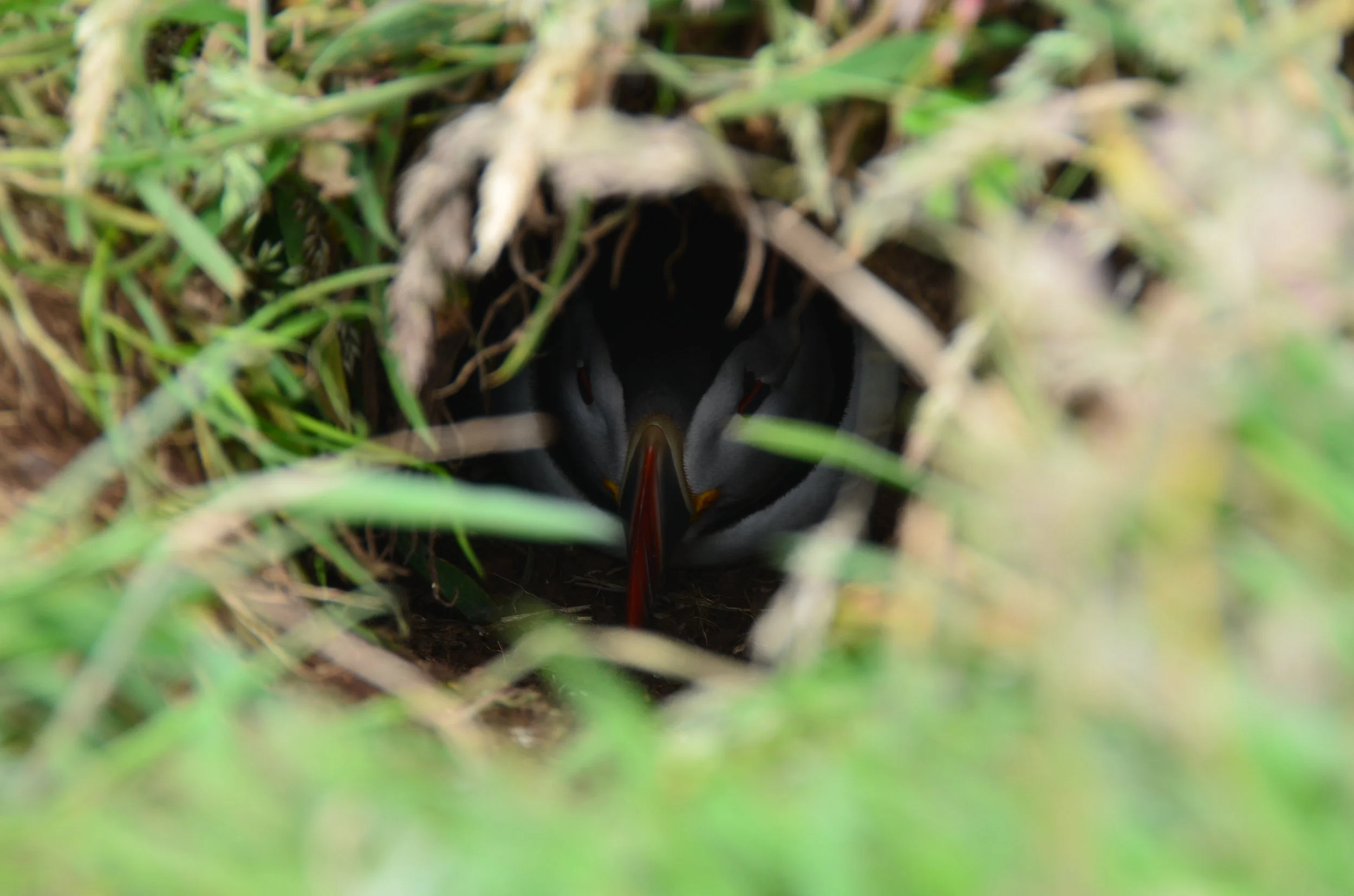 Puffins are very secretive about their burrows- this is where the pufflings are born
