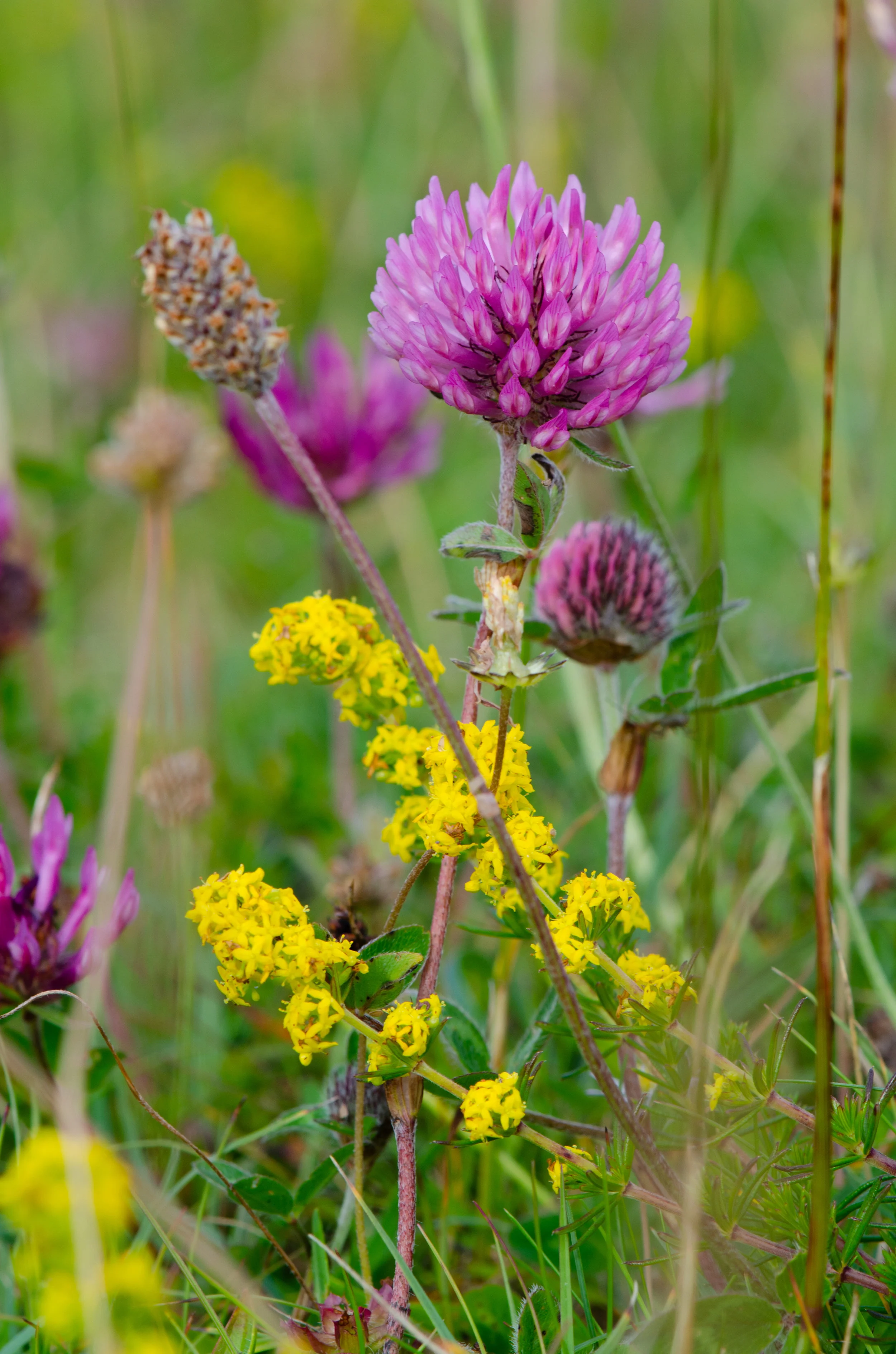 Red Clover