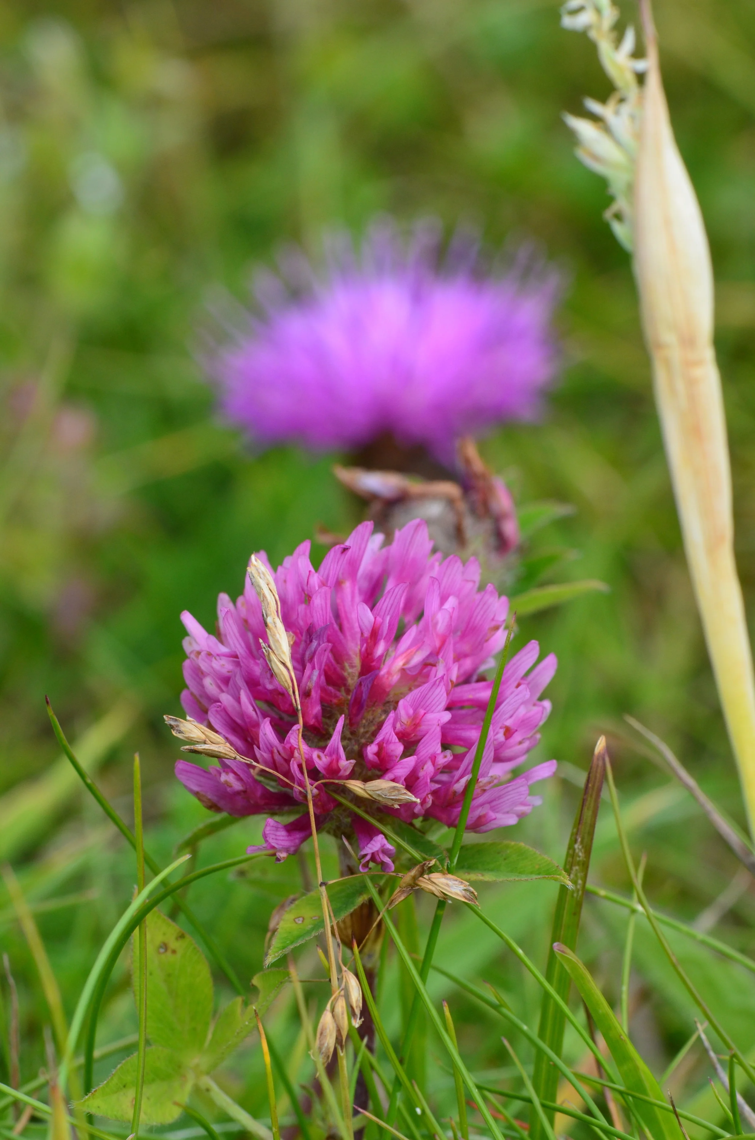 A Red Clover and a Scottish Thistle in unison