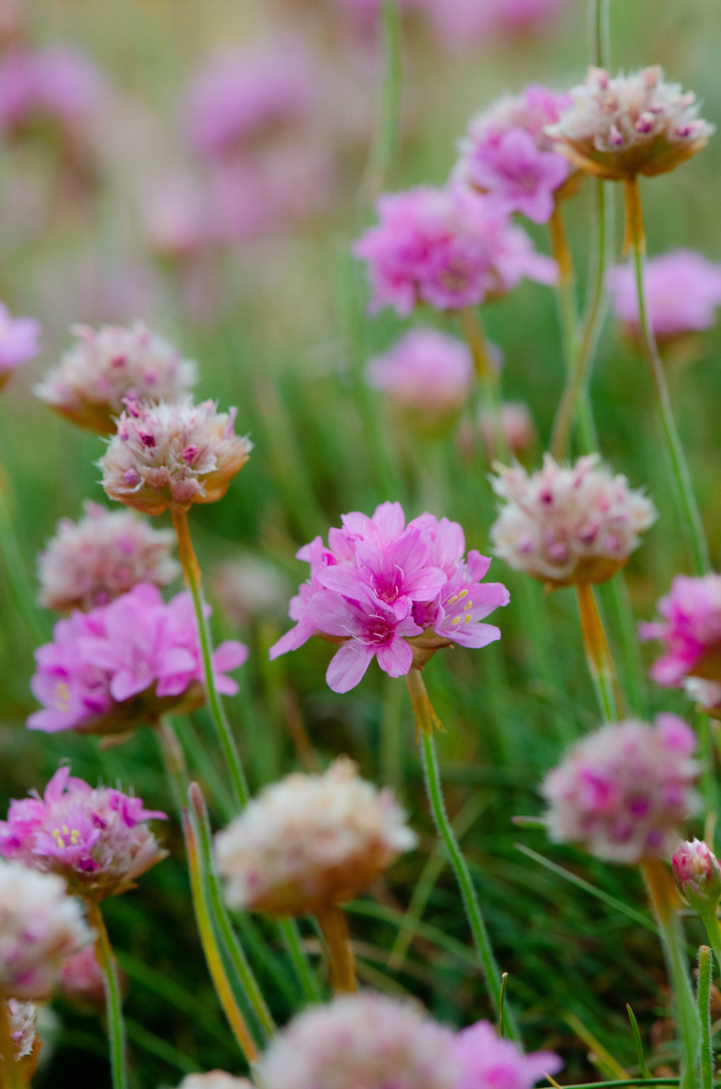 Pink Thrift-my favourite