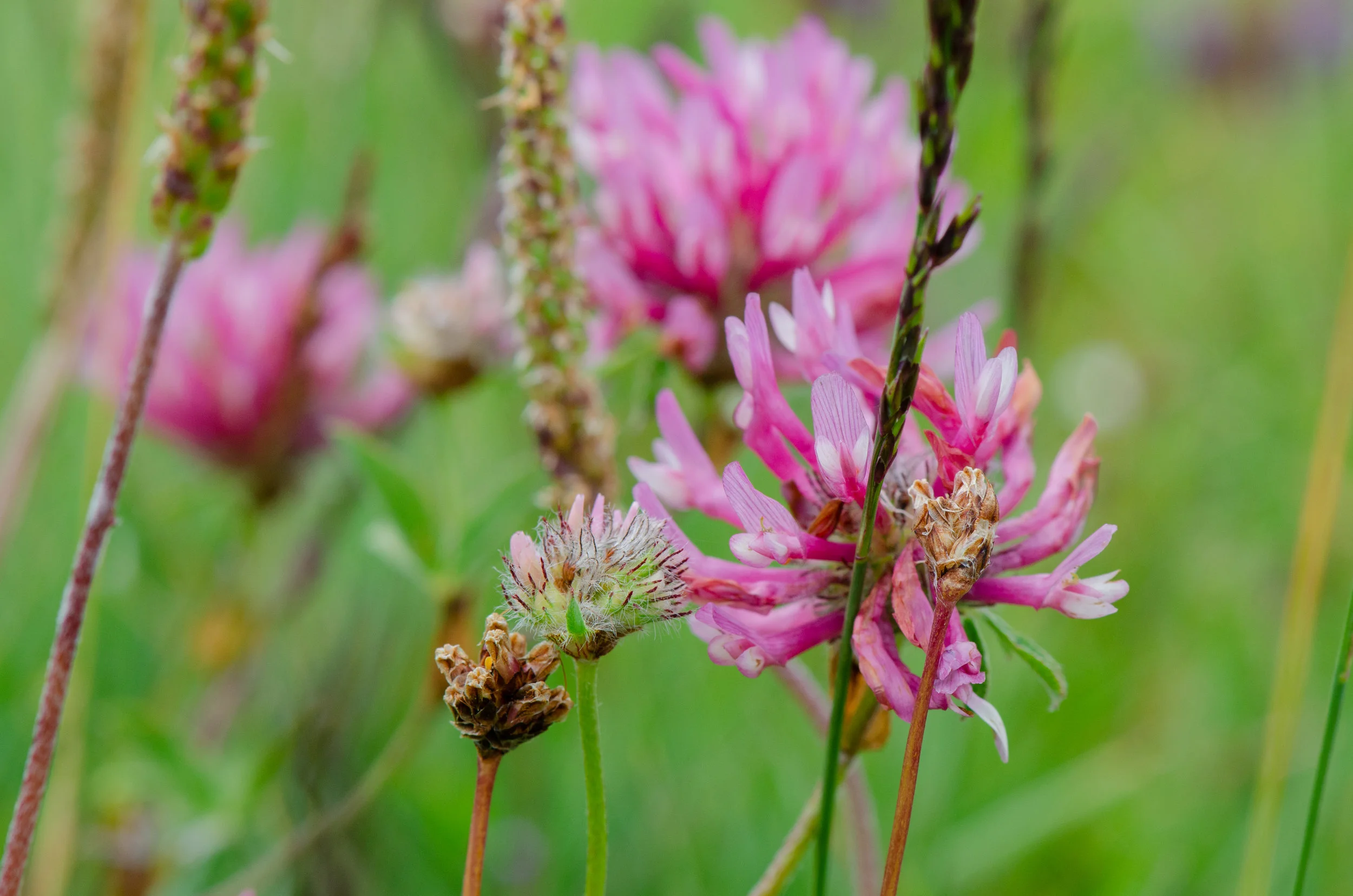 Red Clover