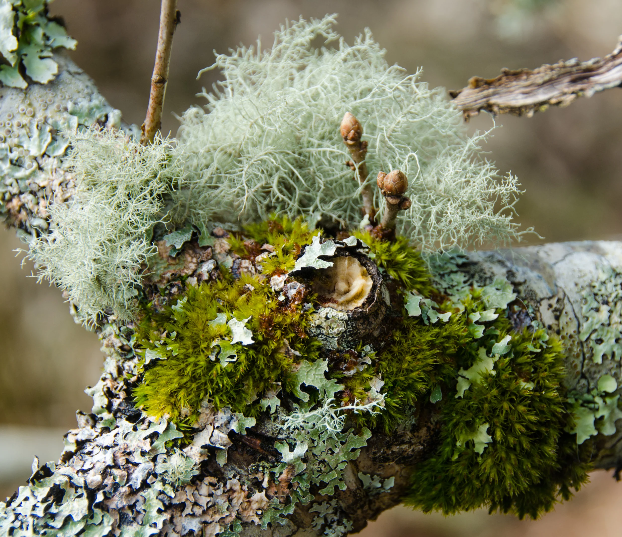 One branch is seen to be supporting at least 3 different species of lichen- jostling for space