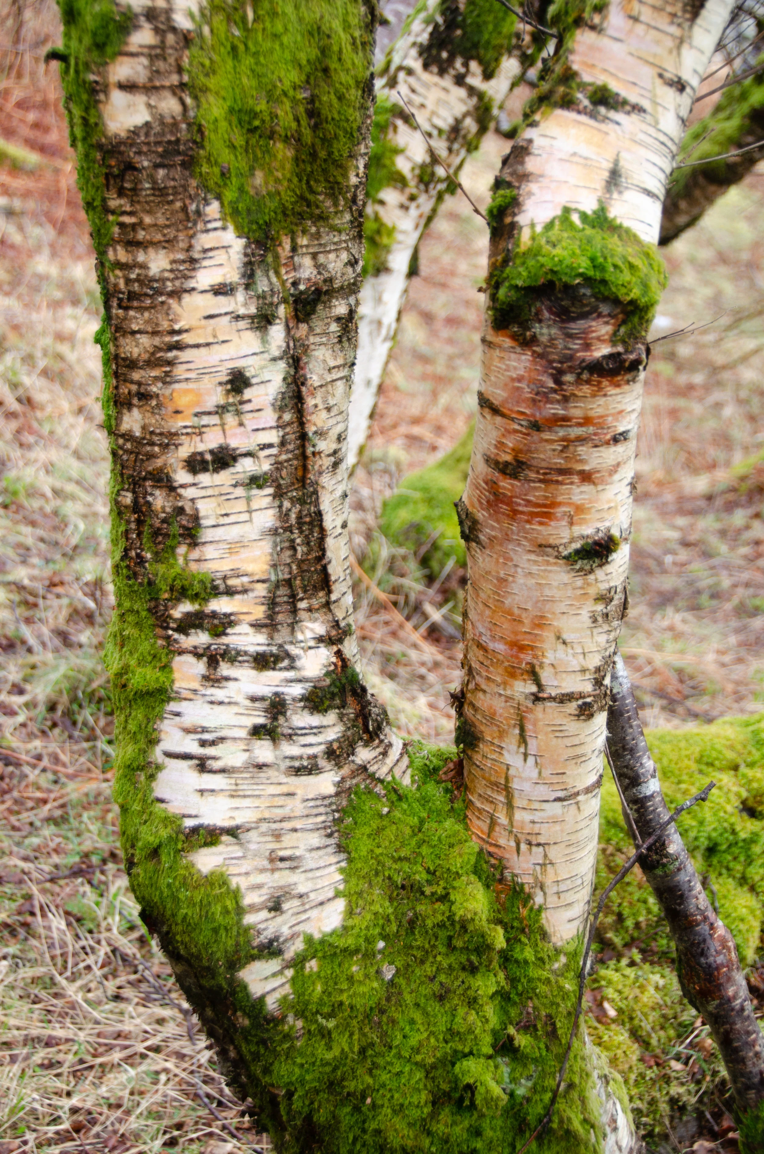 a mossy silver birch