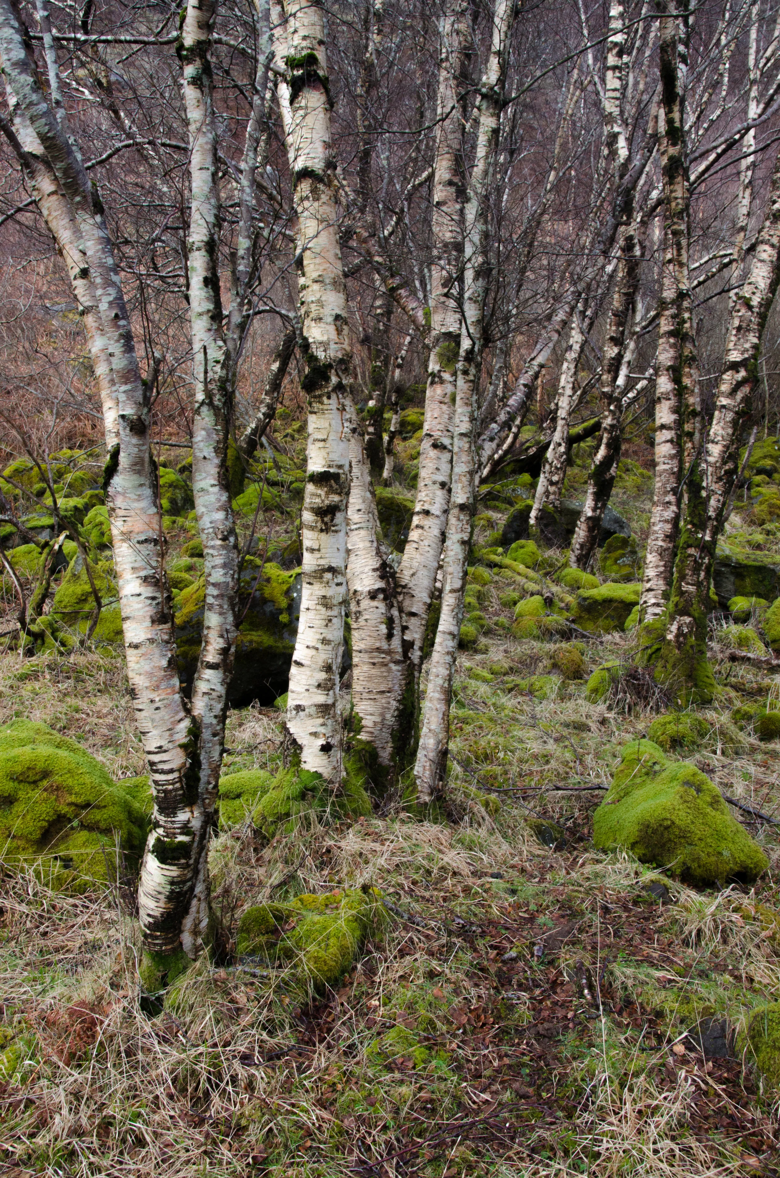 Birch trees